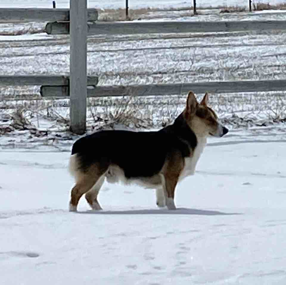 A picture of Nash, a 6 years 8 months old Other dog.