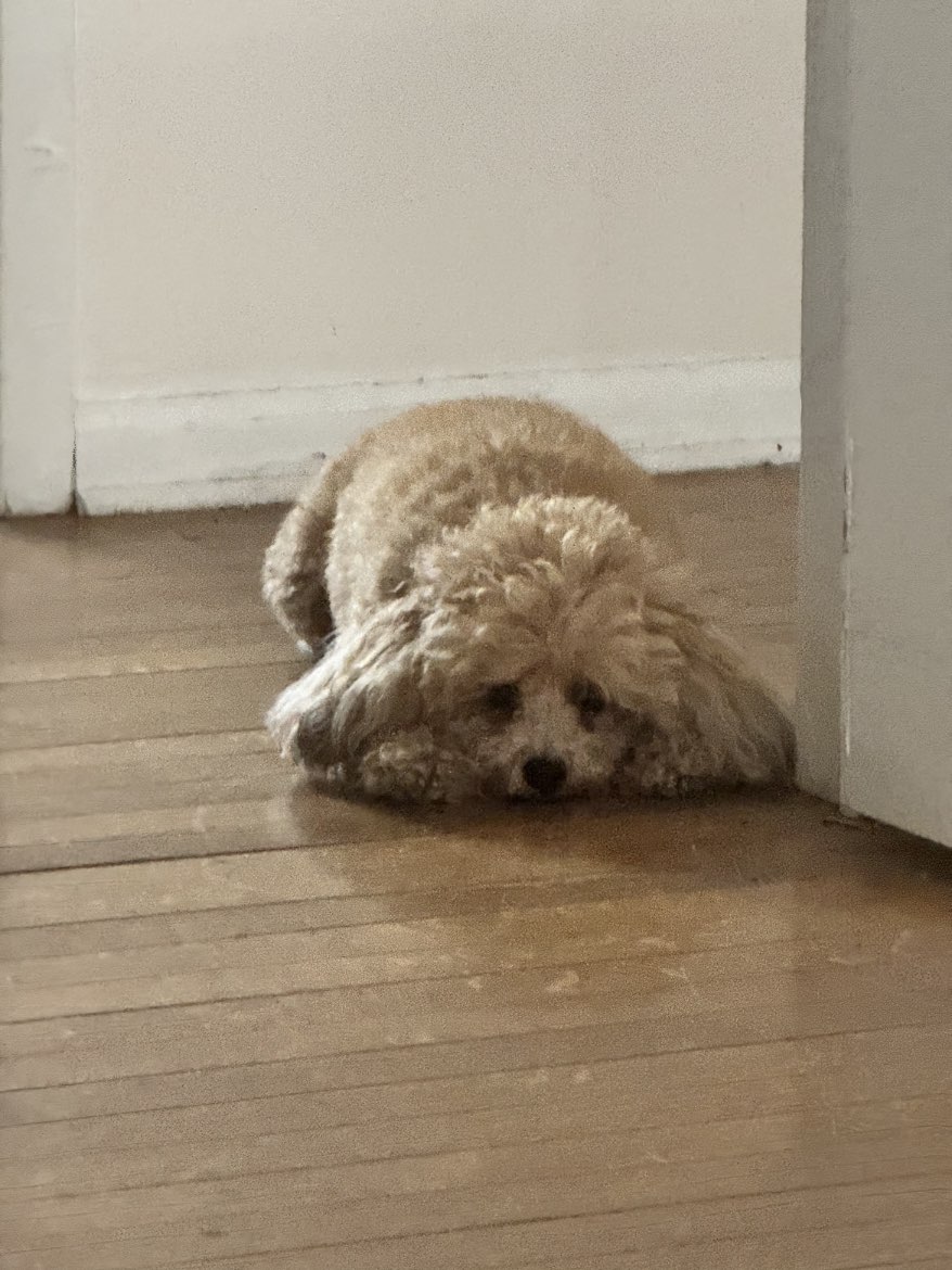 A picture of Mena, a 4 years 11 months old Other dog.