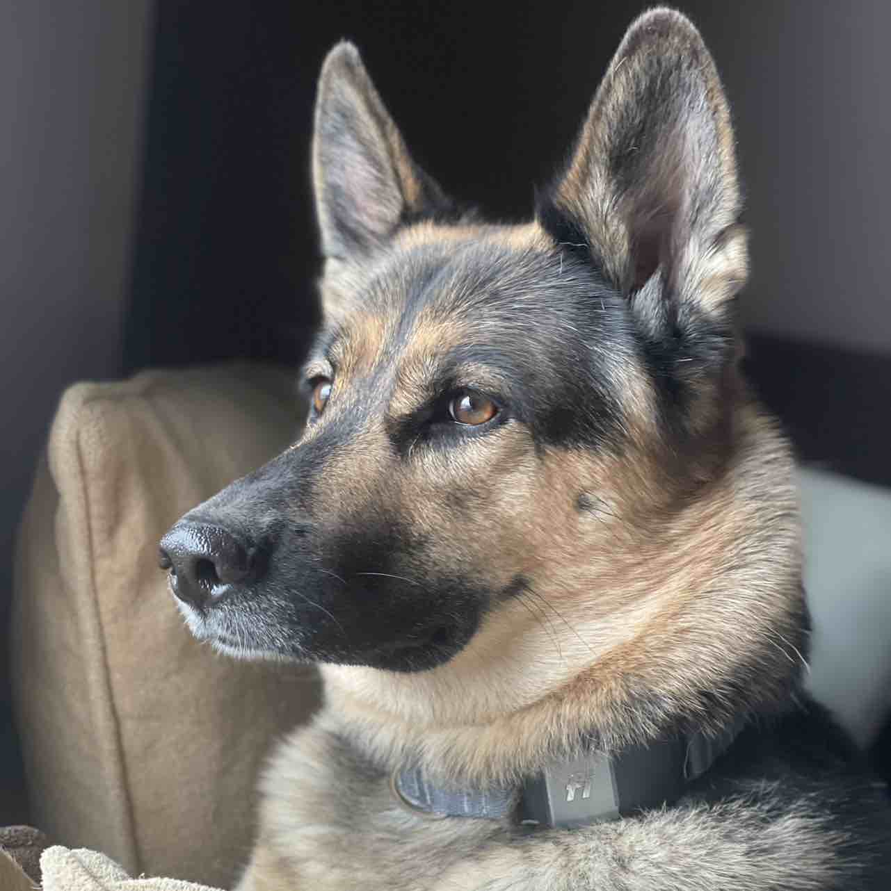 A picture of Lacy, a 5 years 10 months old Other Mix dog.