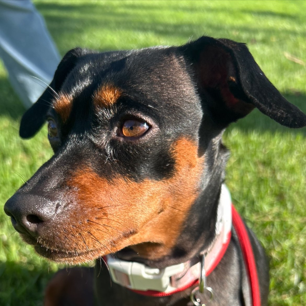 A picture of Canela, a 2 years 2 months old Other Mix dog.