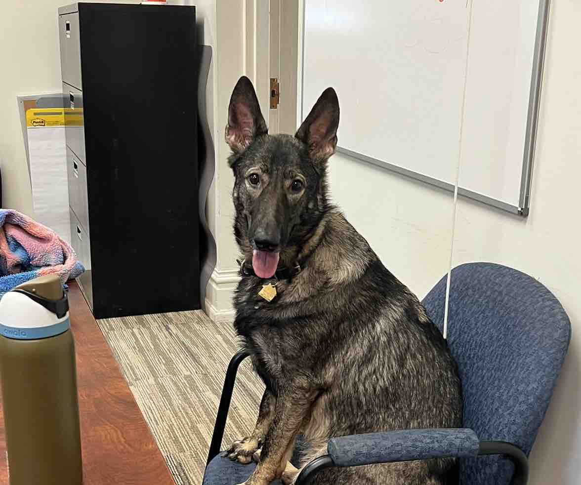 A picture of Ruby Da Cherry, a 4 years 5 months old Other dog.