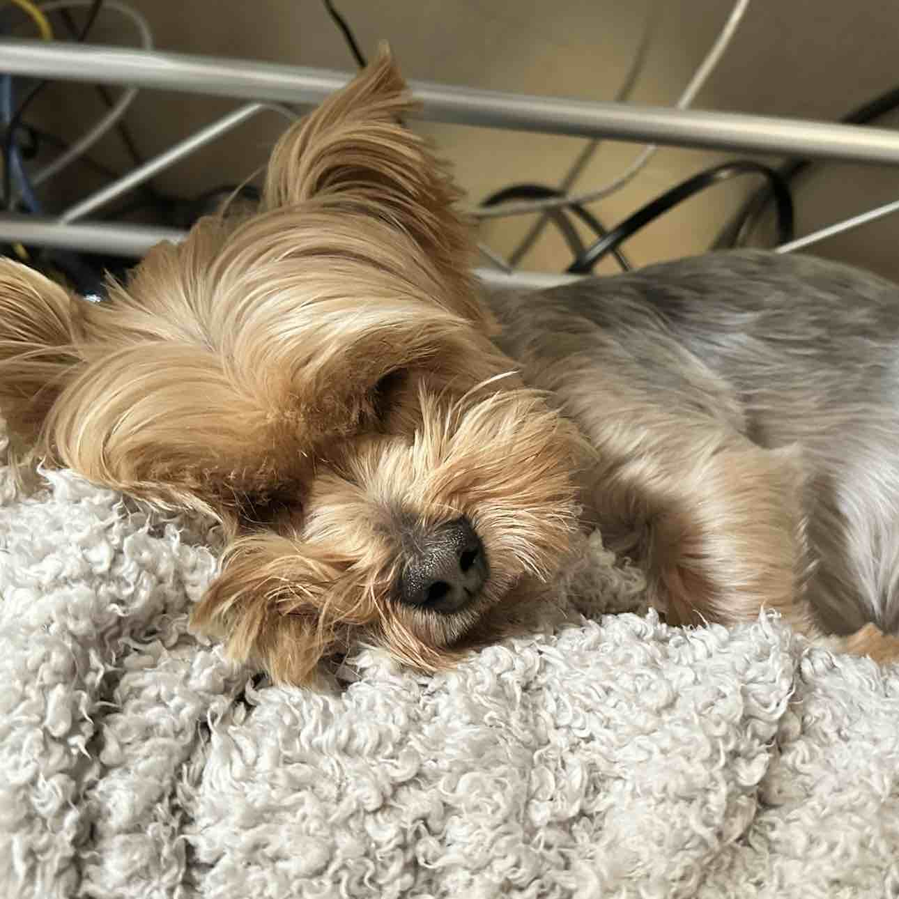 Are Yorkies Smart