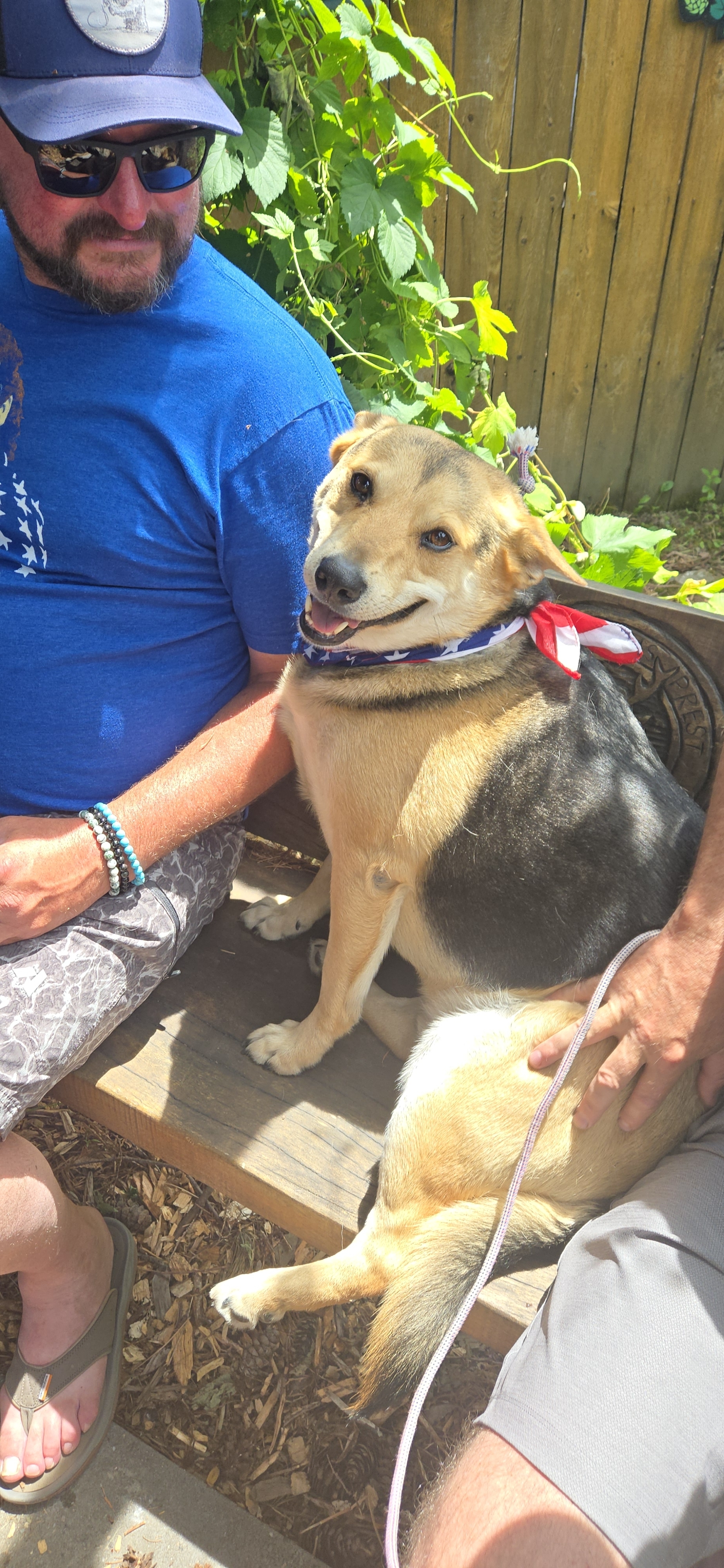 A picture of Baloo, a 5 years 4 months old Other Mix dog.