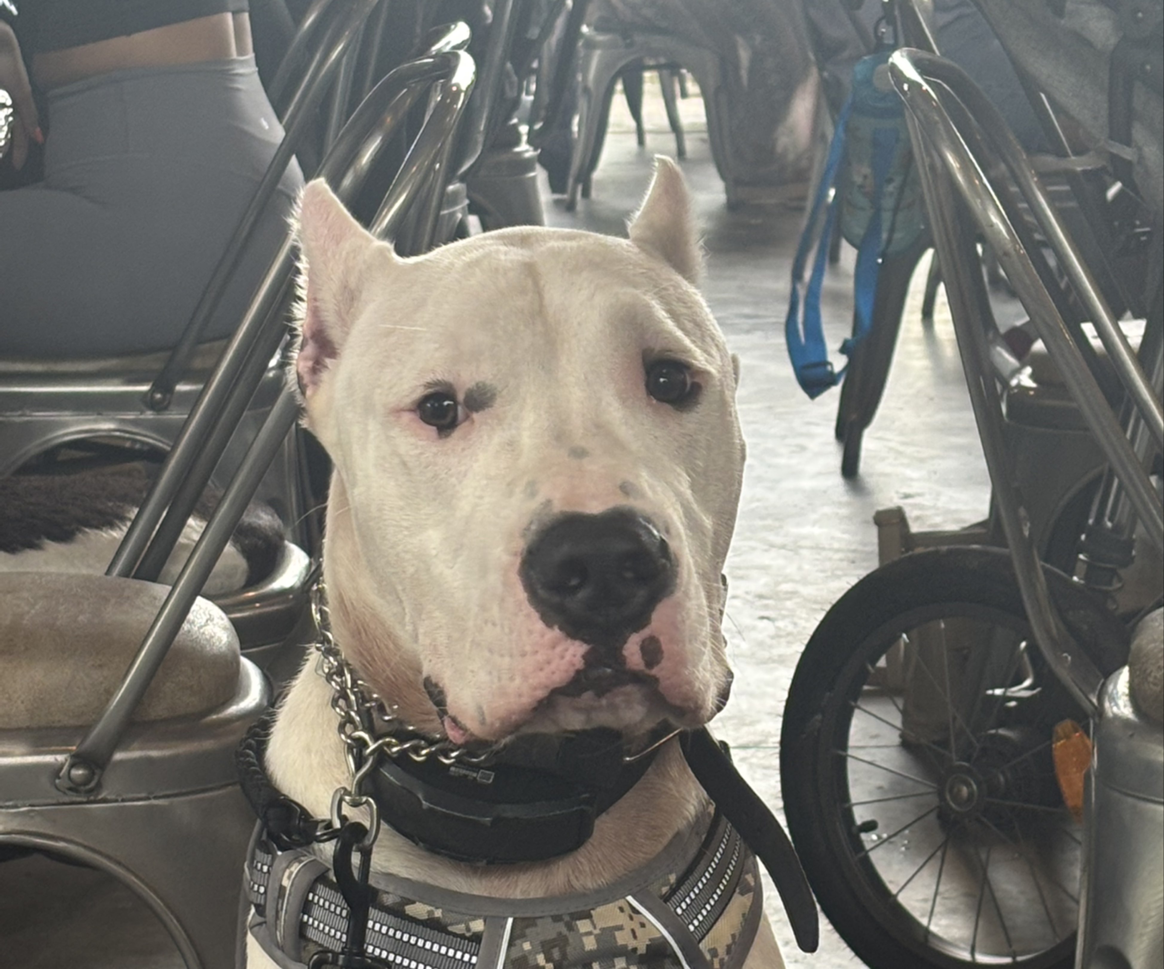 A picture of Rambo, a 8 months old Other dog.