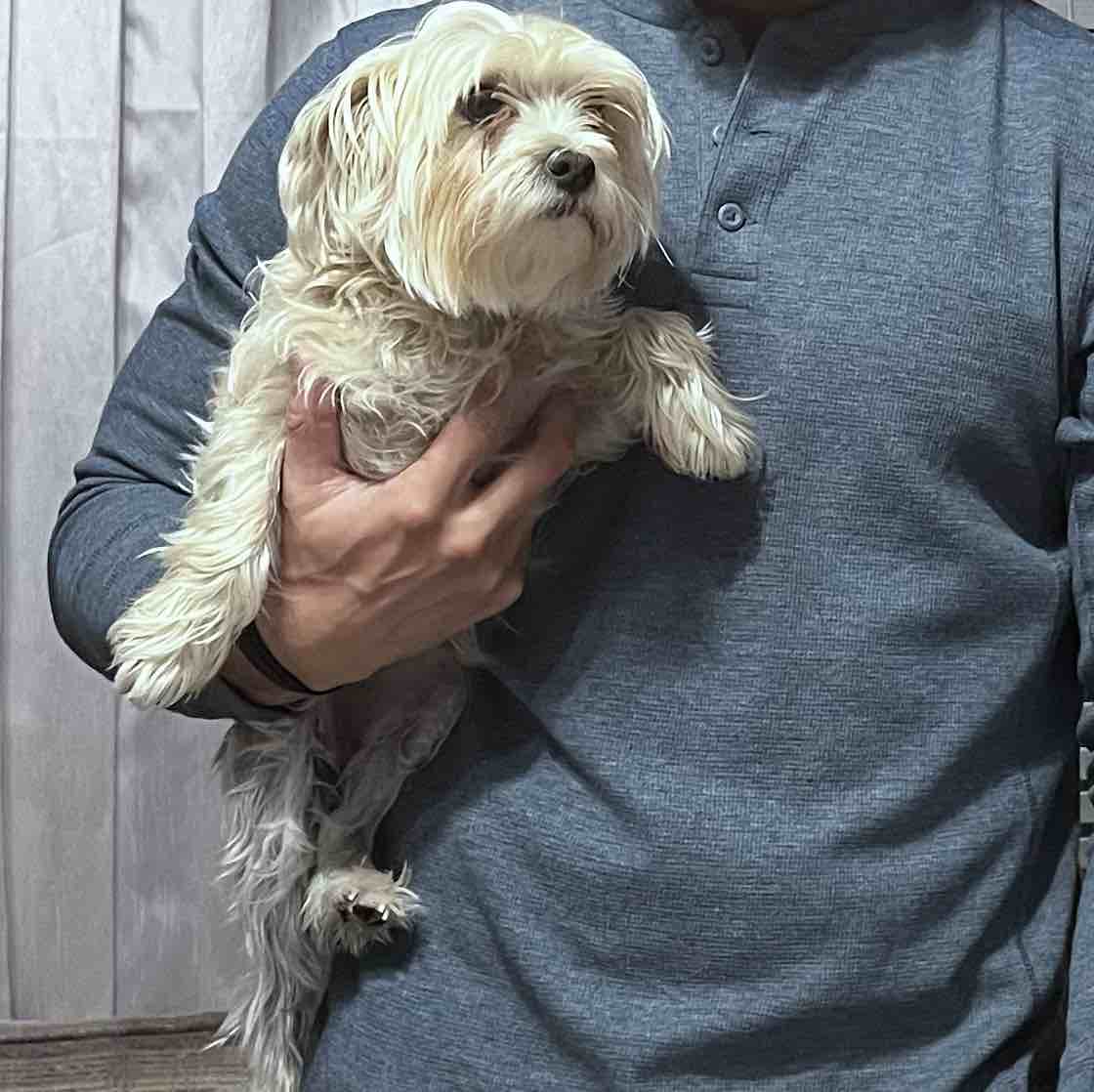 A picture of Shasha, a 6 years 2 months old Other Mix dog.
