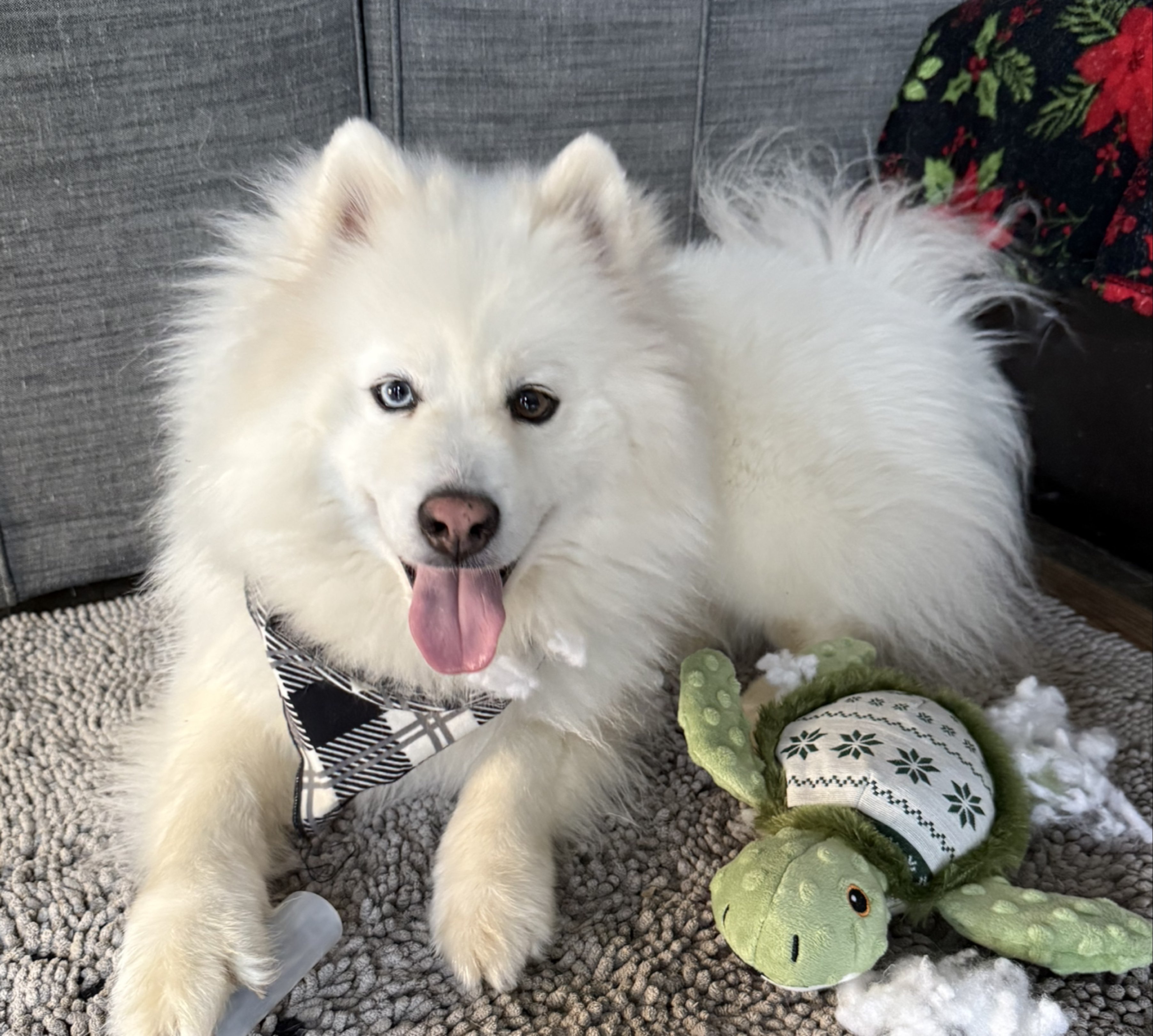 A picture of Elmer, a 3 years 9 months old Other dog.