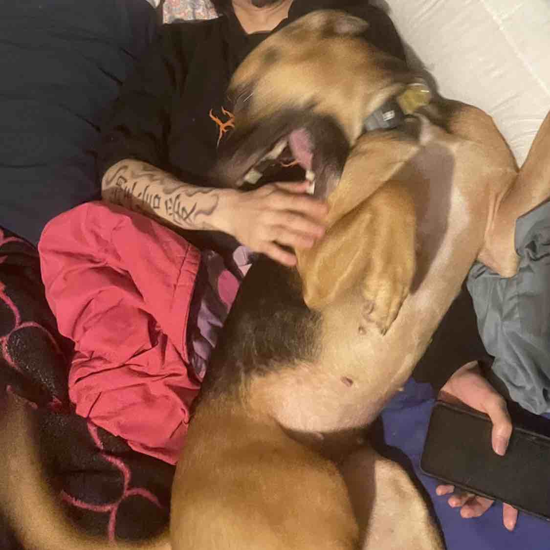 A picture of Mukku, a 4 years 4 months old Other Mix dog.