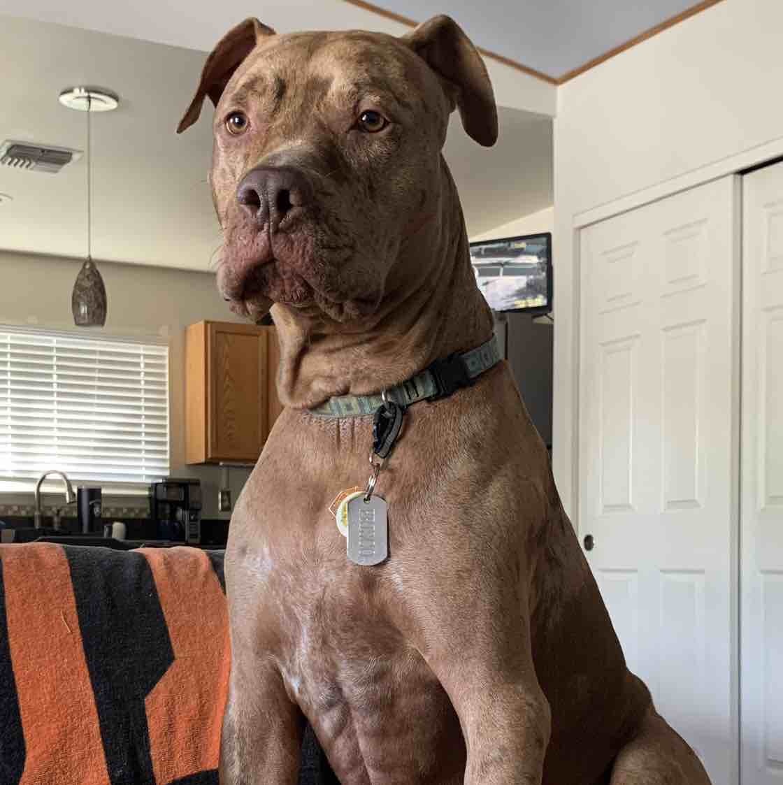 A picture of Frisco, a 7 years 2 months old Other Mix dog.