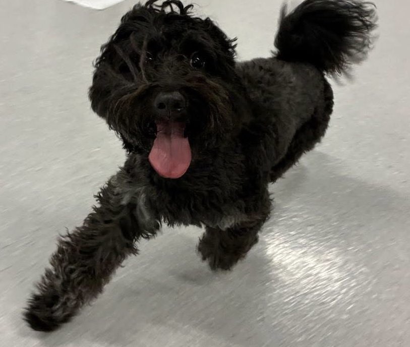 A picture of Romeo, a 2 years 6 months old Other Mix dog.