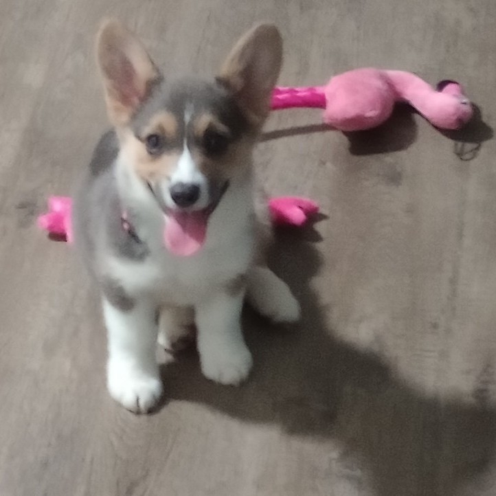 A picture of Poppy, a 2 years 6 months old Other dog.