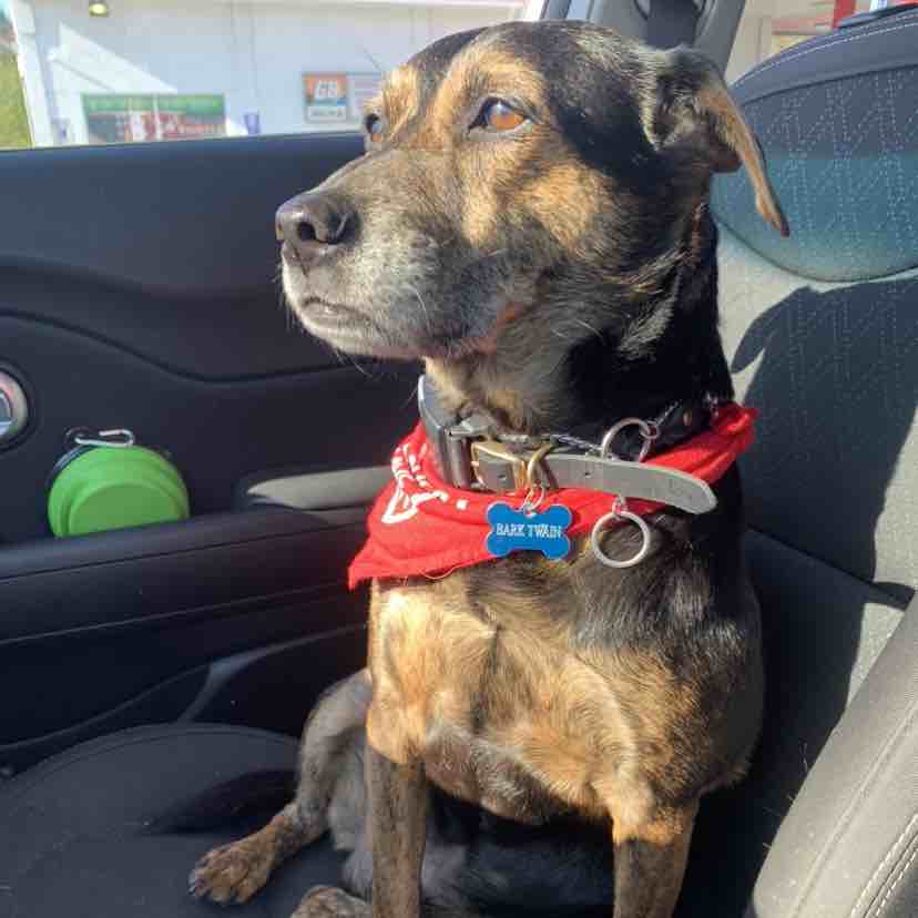 A picture of Bark Twain, a 10 years 1 month old Other Mix dog.