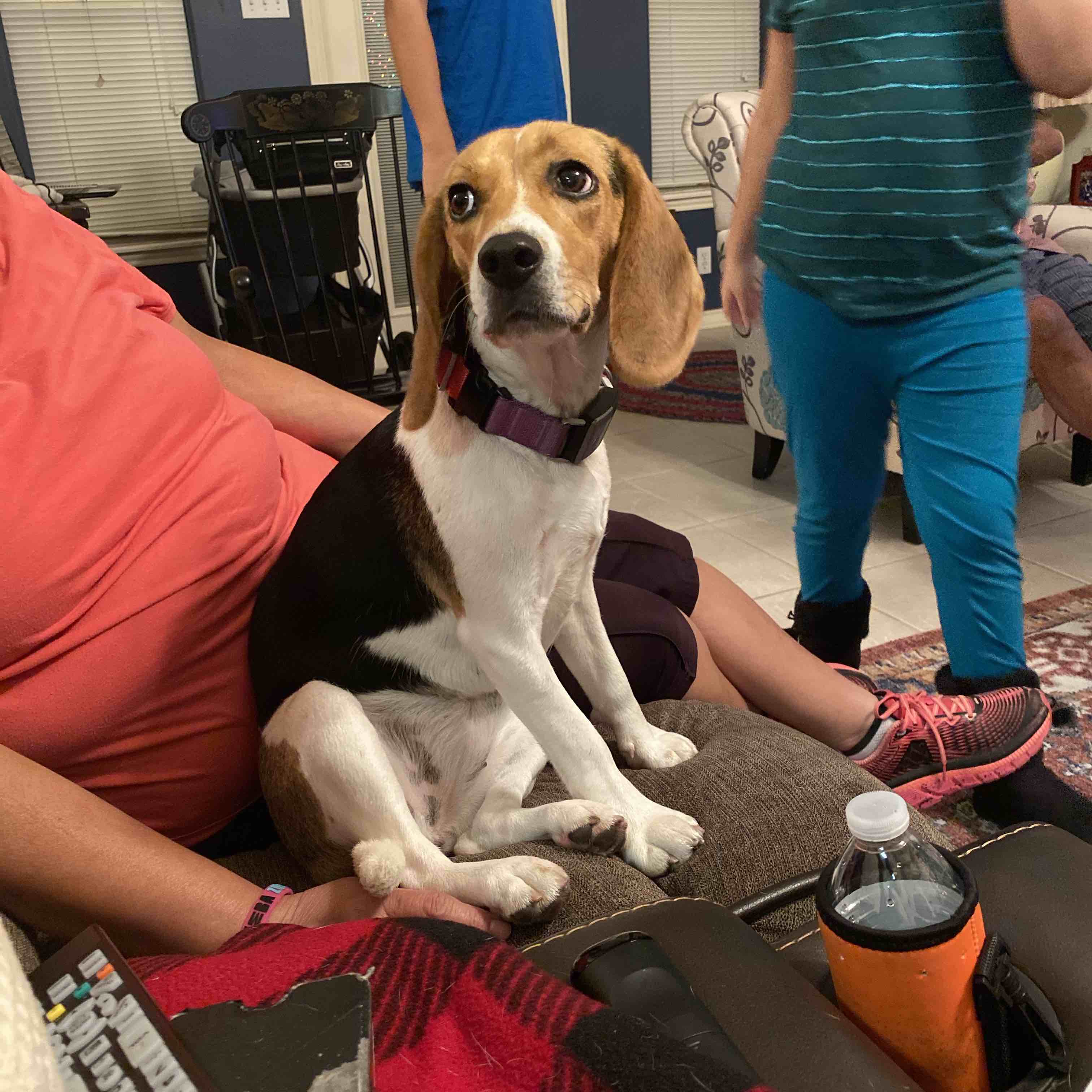 A picture of Pawmer, a 5 years 5 months old Other dog.