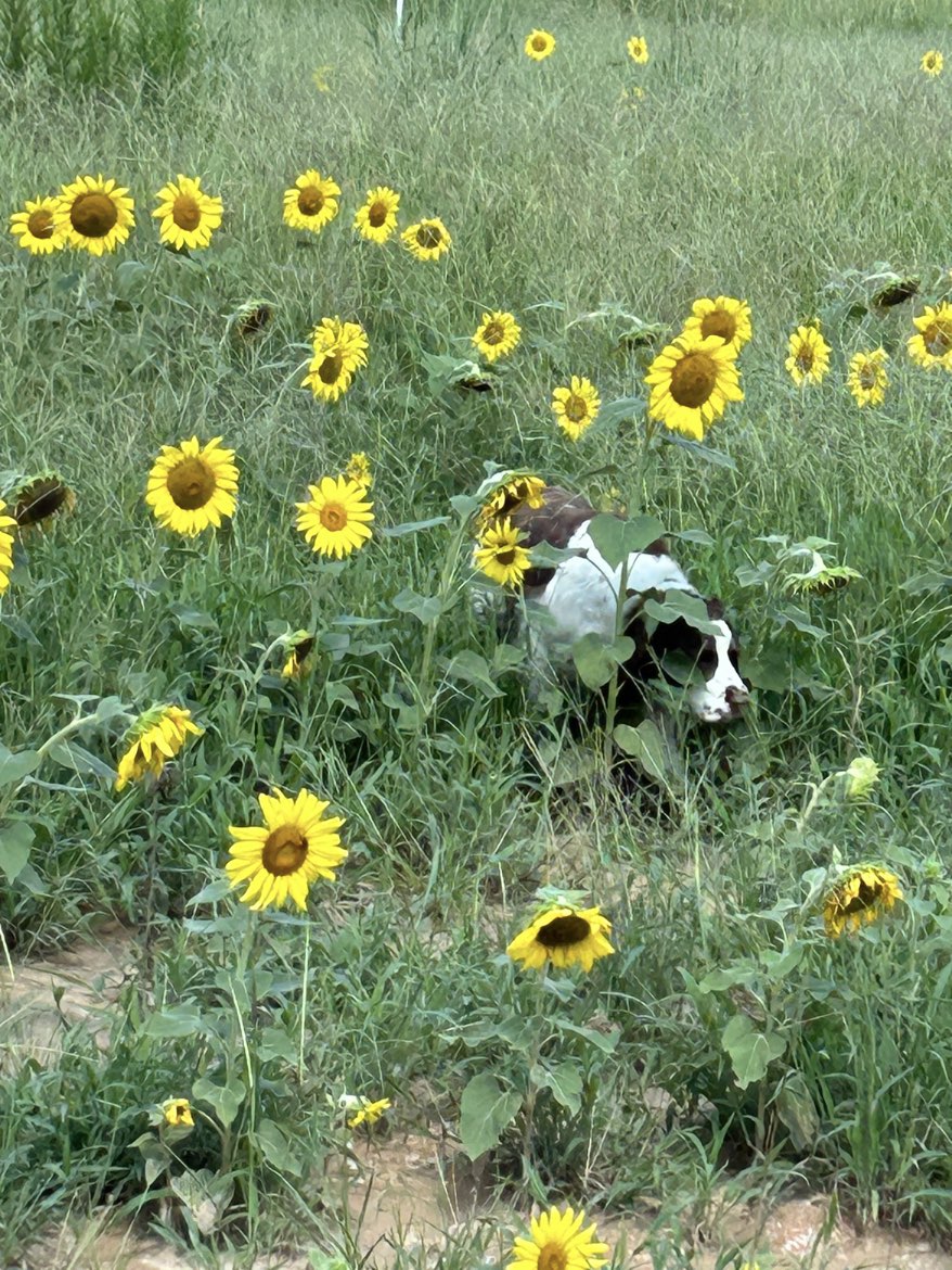 A picture of Daisy May, a 5 years 8 months old Other dog.