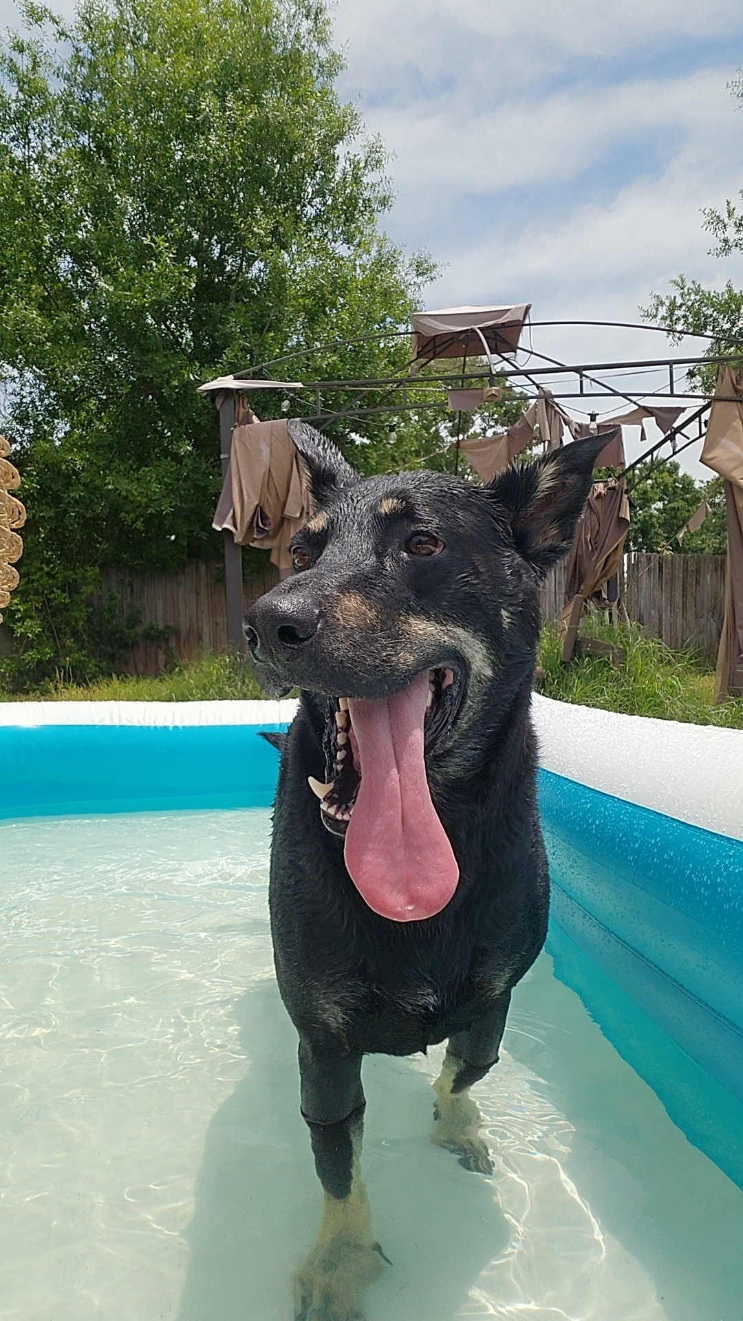 A picture of Krypto, a 5 years 2 months old Other Mix dog.