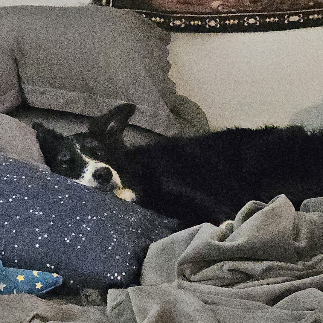 A picture of Puff, a 7 years 10 months old Other dog.