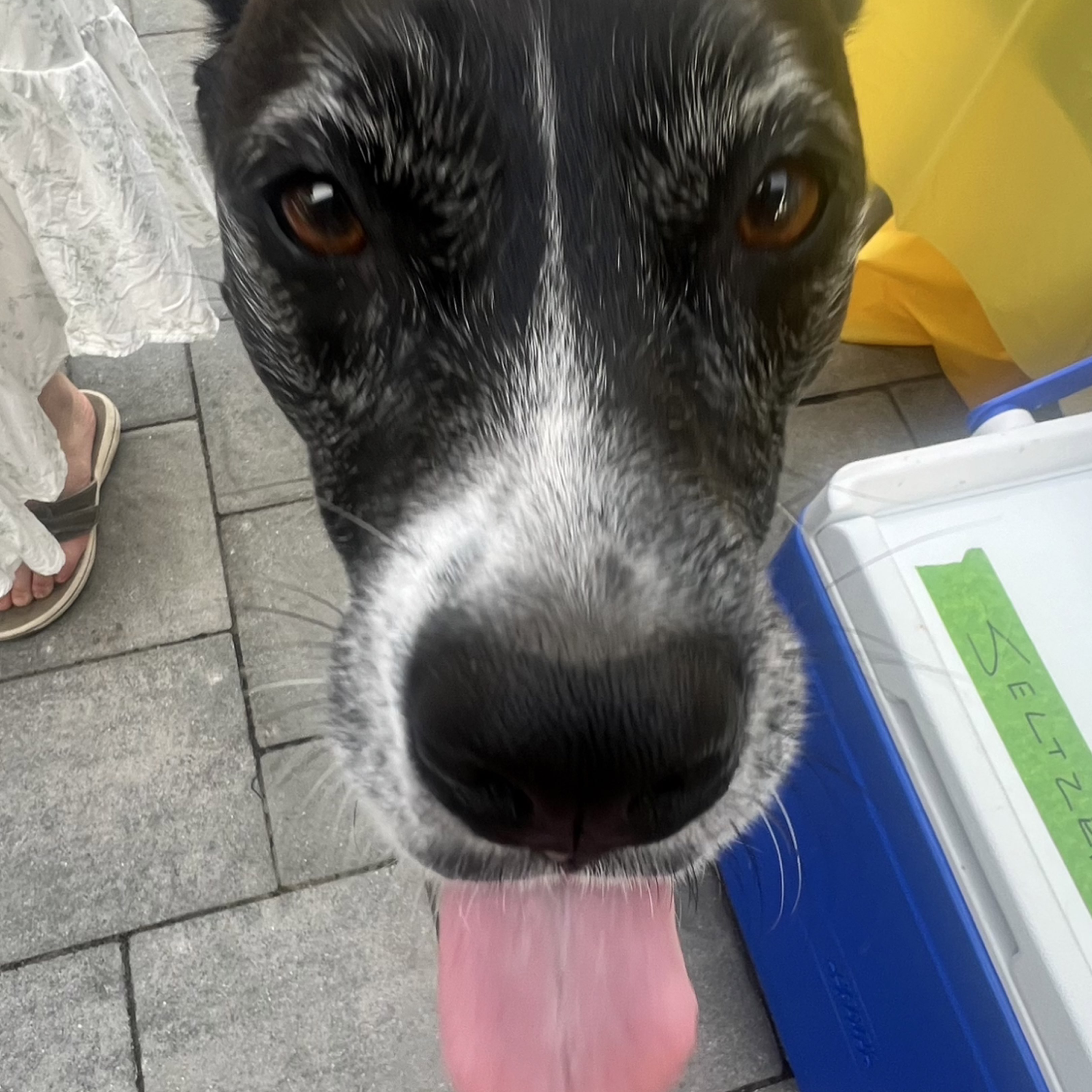 A picture of Mabel Ortiz, a 8 years 6 months old Basenji Mix dog.