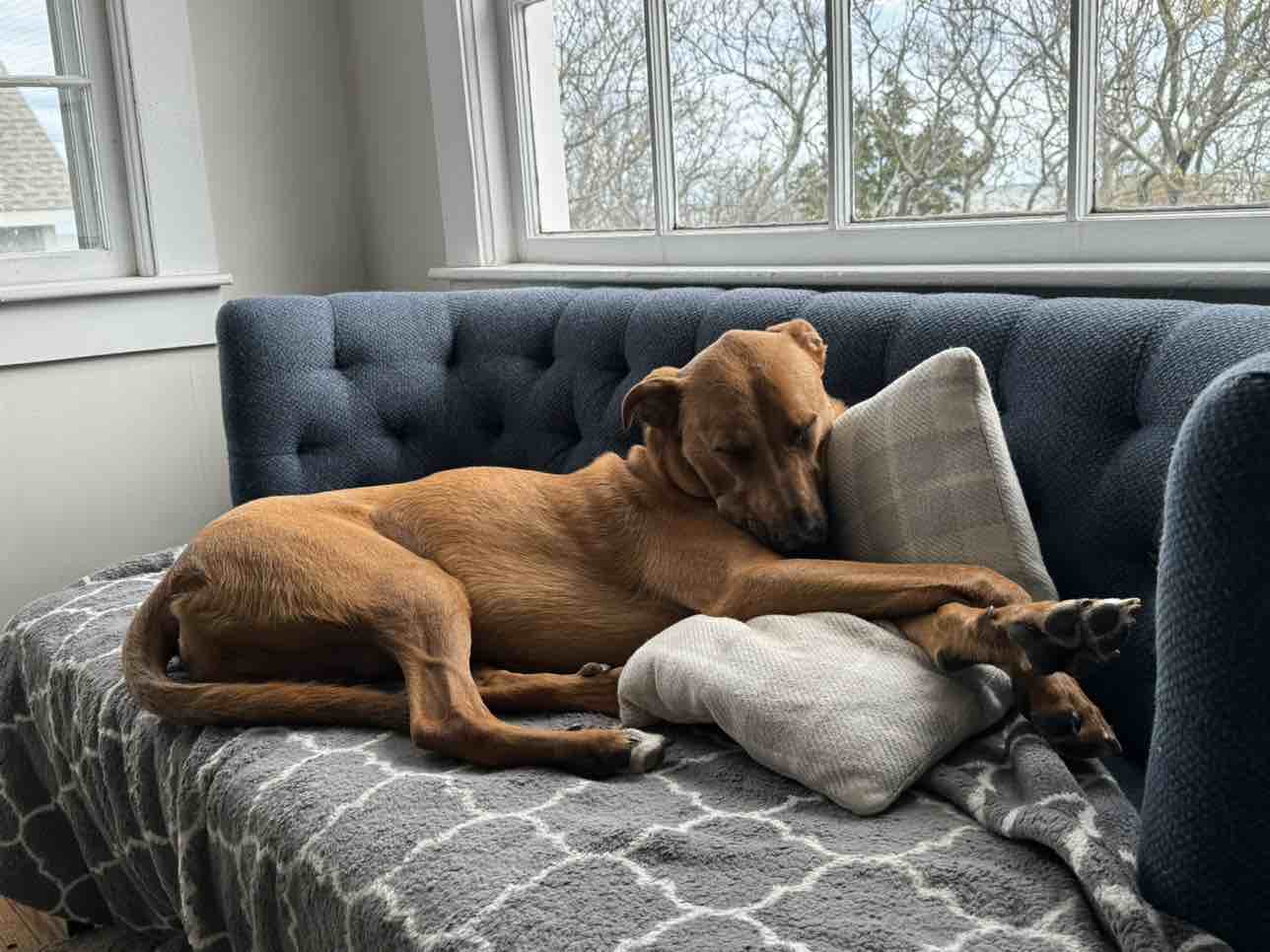 A picture of Scooter J. Magoots, a 2 years 7 months old Other Mix dog.