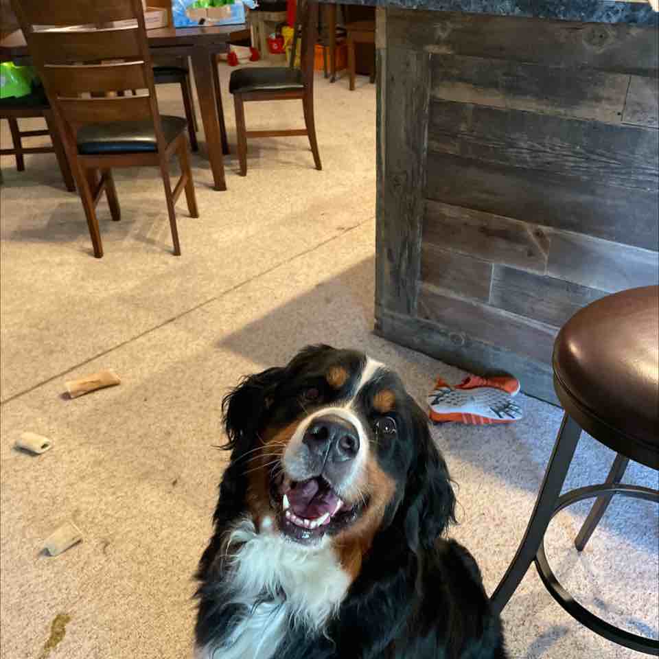 A picture of Tipper, a 6 years 8 months old Other dog.