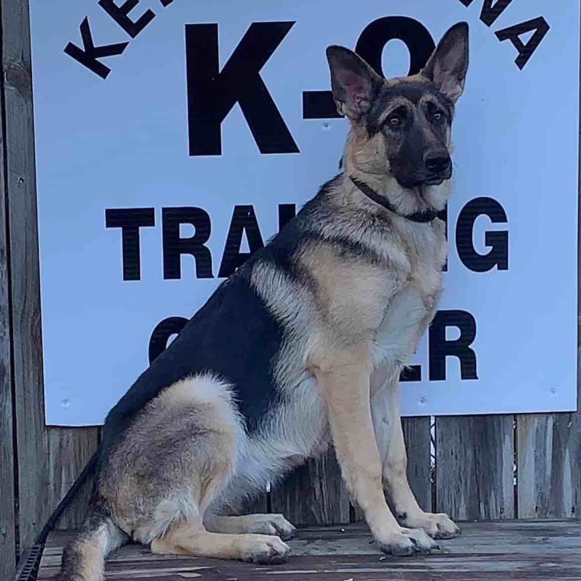 A picture of Reece, a 3 years 1 month old Other dog.