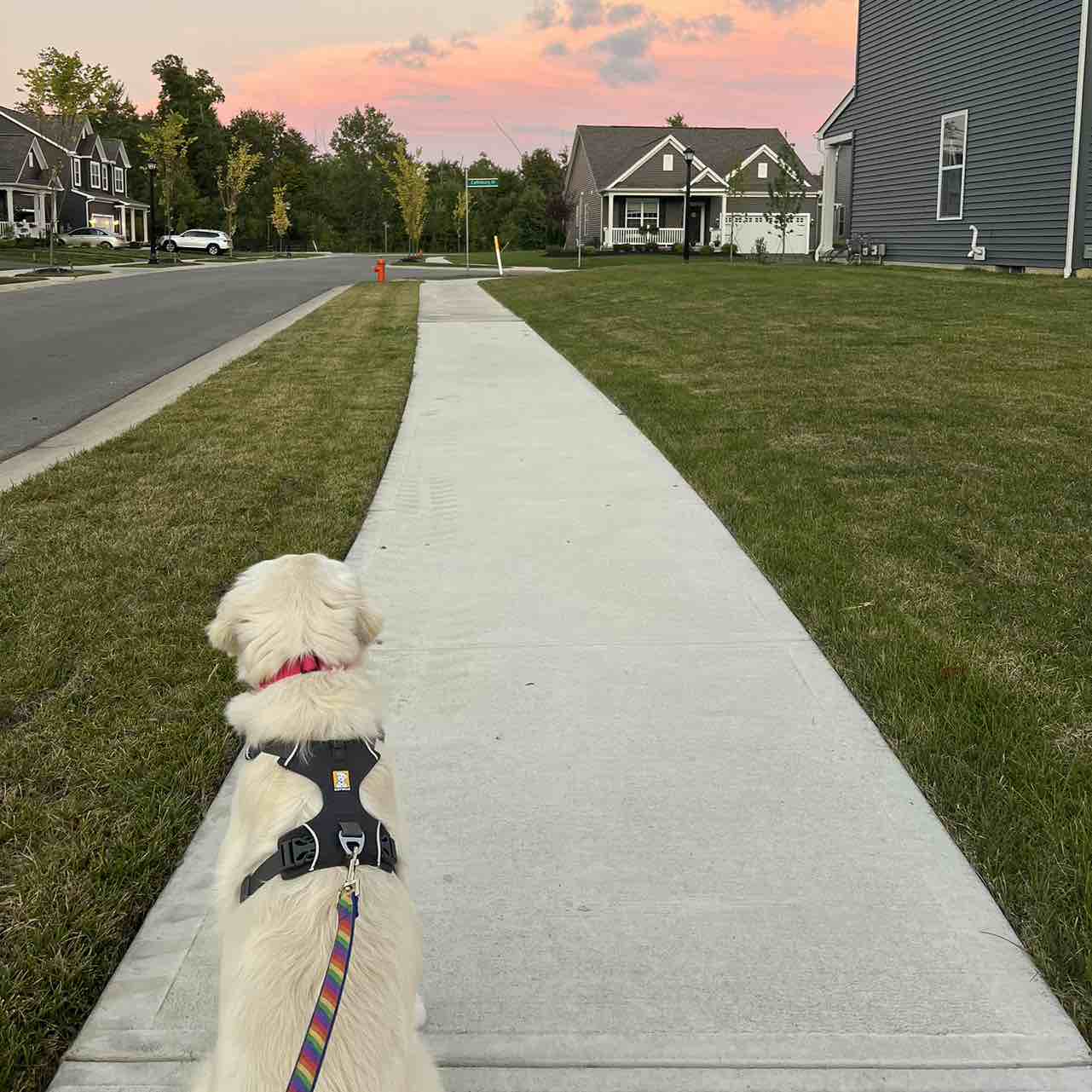 A picture of Juniper, a 3 years 2 months old Other dog.