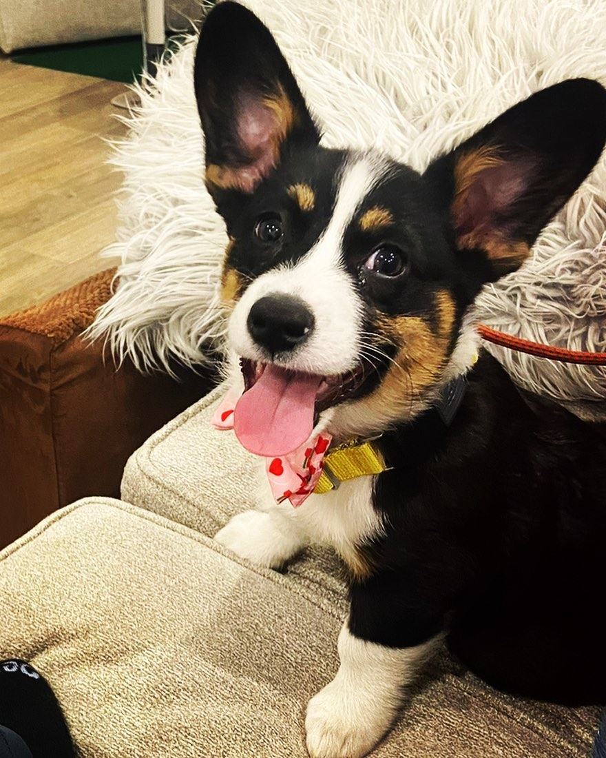 A picture of Zuko PawL Atreides, a 3 years 8 months old Other dog.