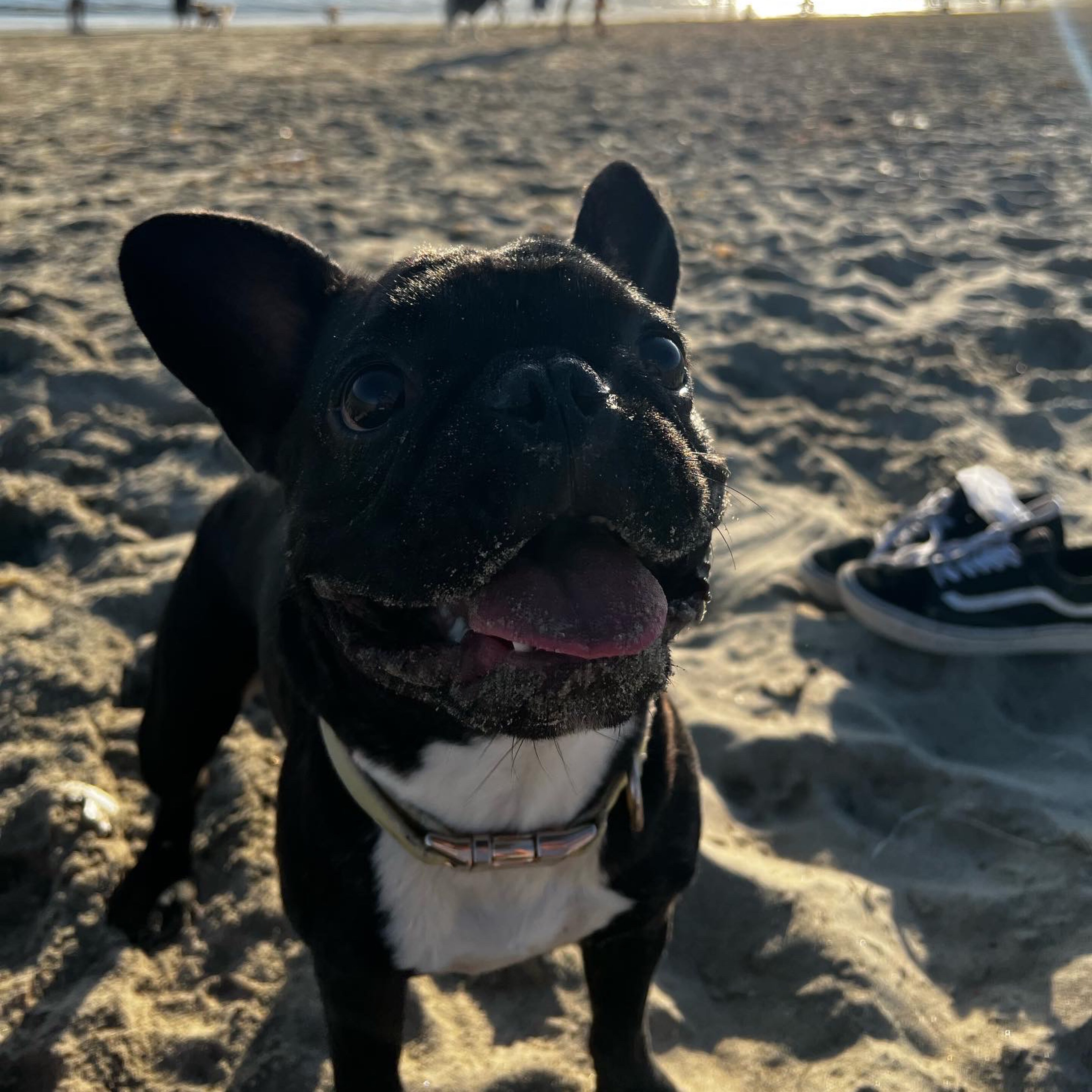 A picture of Milo, a 4 years 6 months old Other Mix dog.