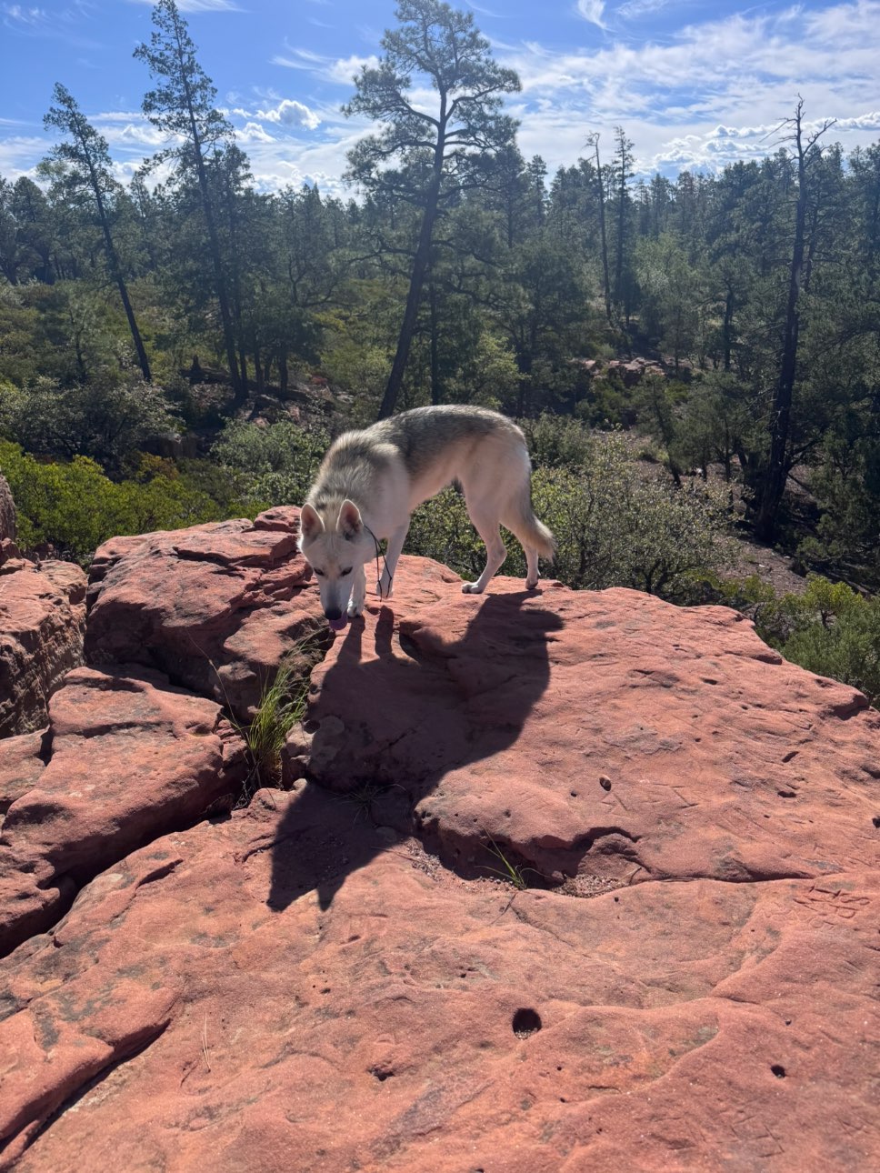 A picture of Luna, a 1 year 4 months old Other dog.