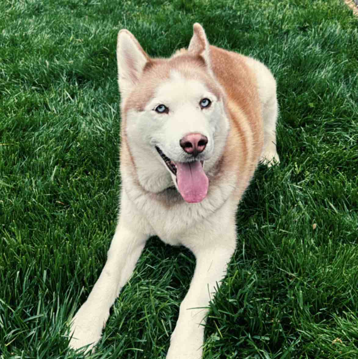 A picture of Sapphire, a 5 years 1 month old Other dog.