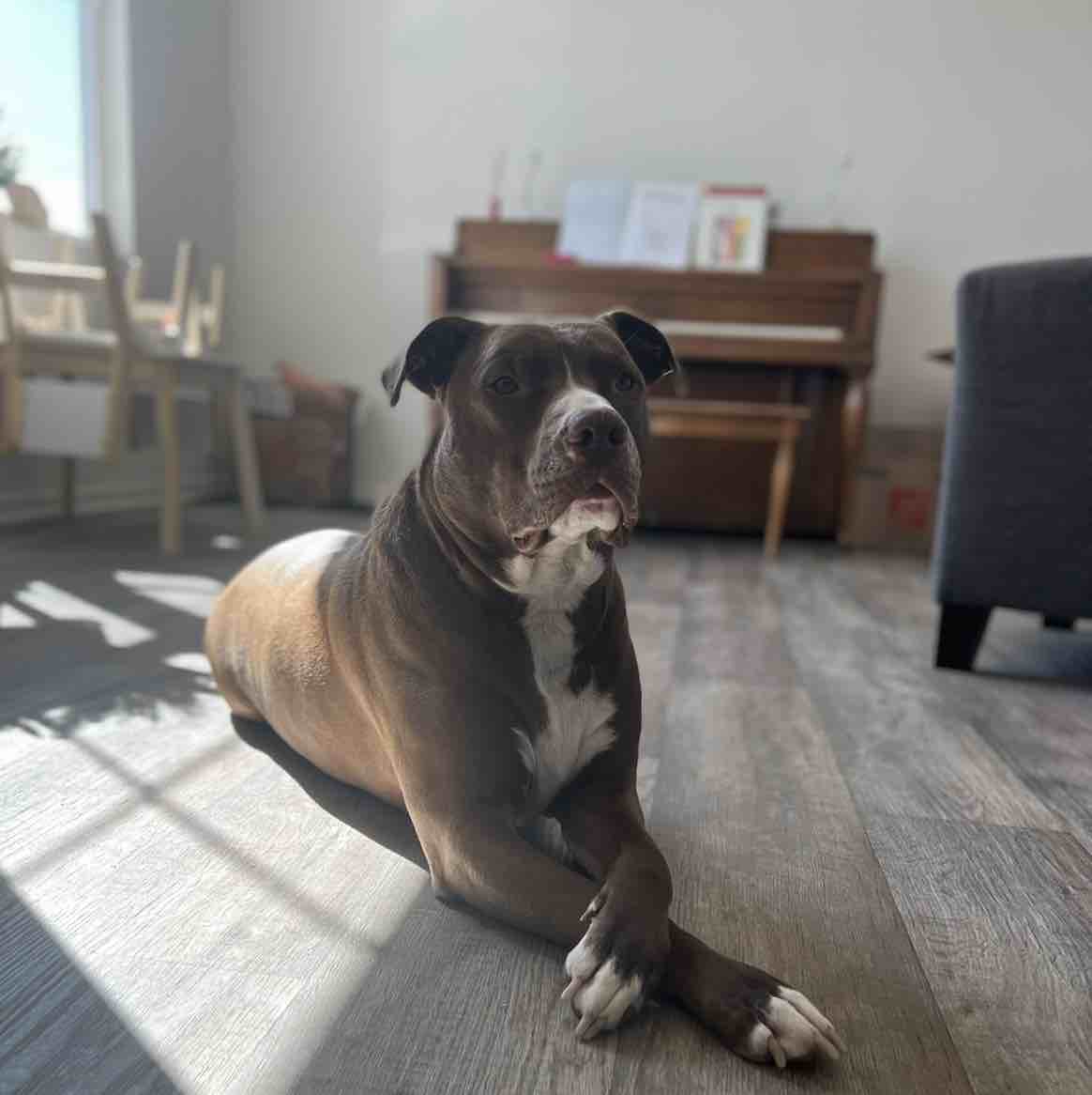 A picture of Marlo, a 8 years 10 months old Other Mix dog.