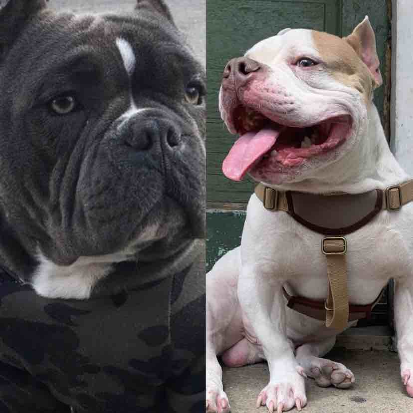 A picture of Chico, a 5 years 9 months old Other dog.