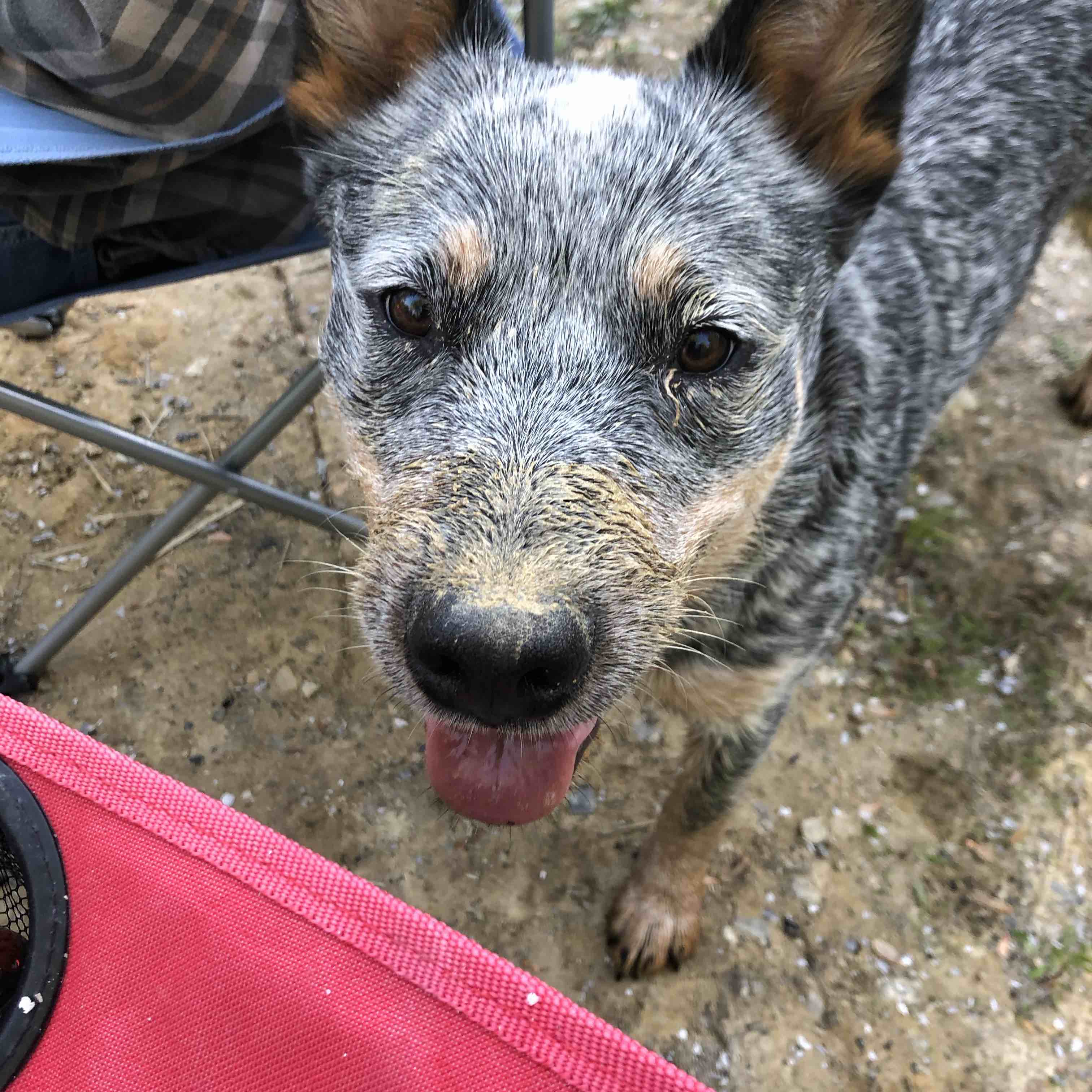A picture of Puk, a 5 years 1 month old Other dog.