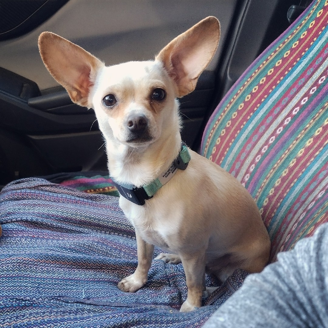 A picture of Hoshi, a 4 years 6 months old Other dog.