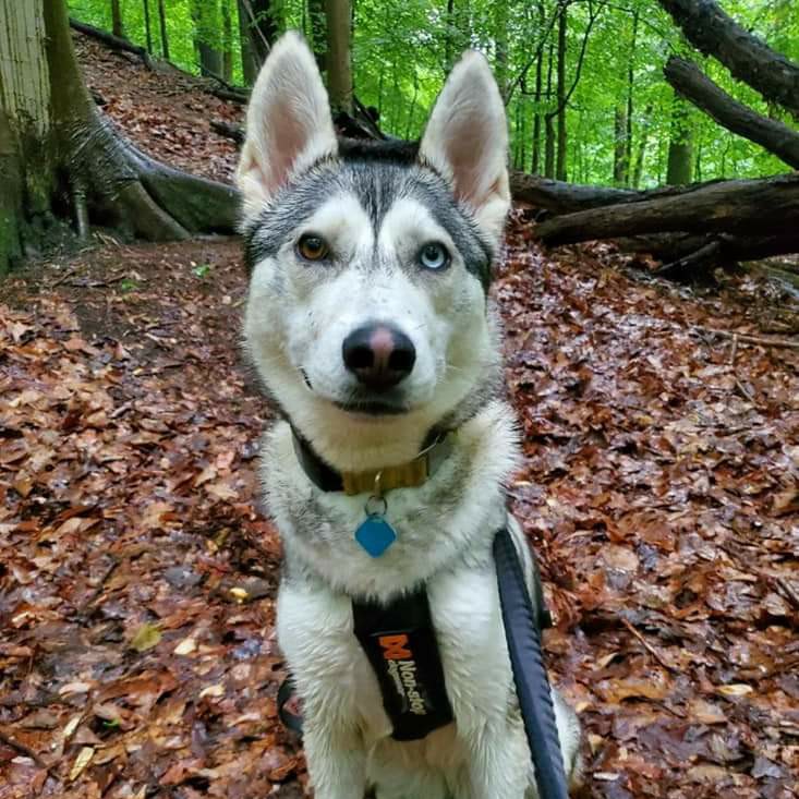 A picture of Willa, a 5 years 6 months old Other dog.