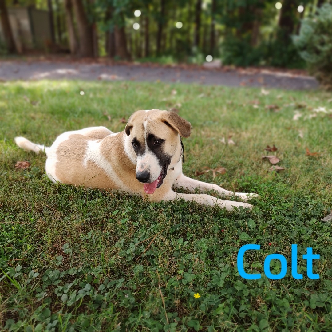 A picture of Colt, a 2 years 3 months old Other dog.