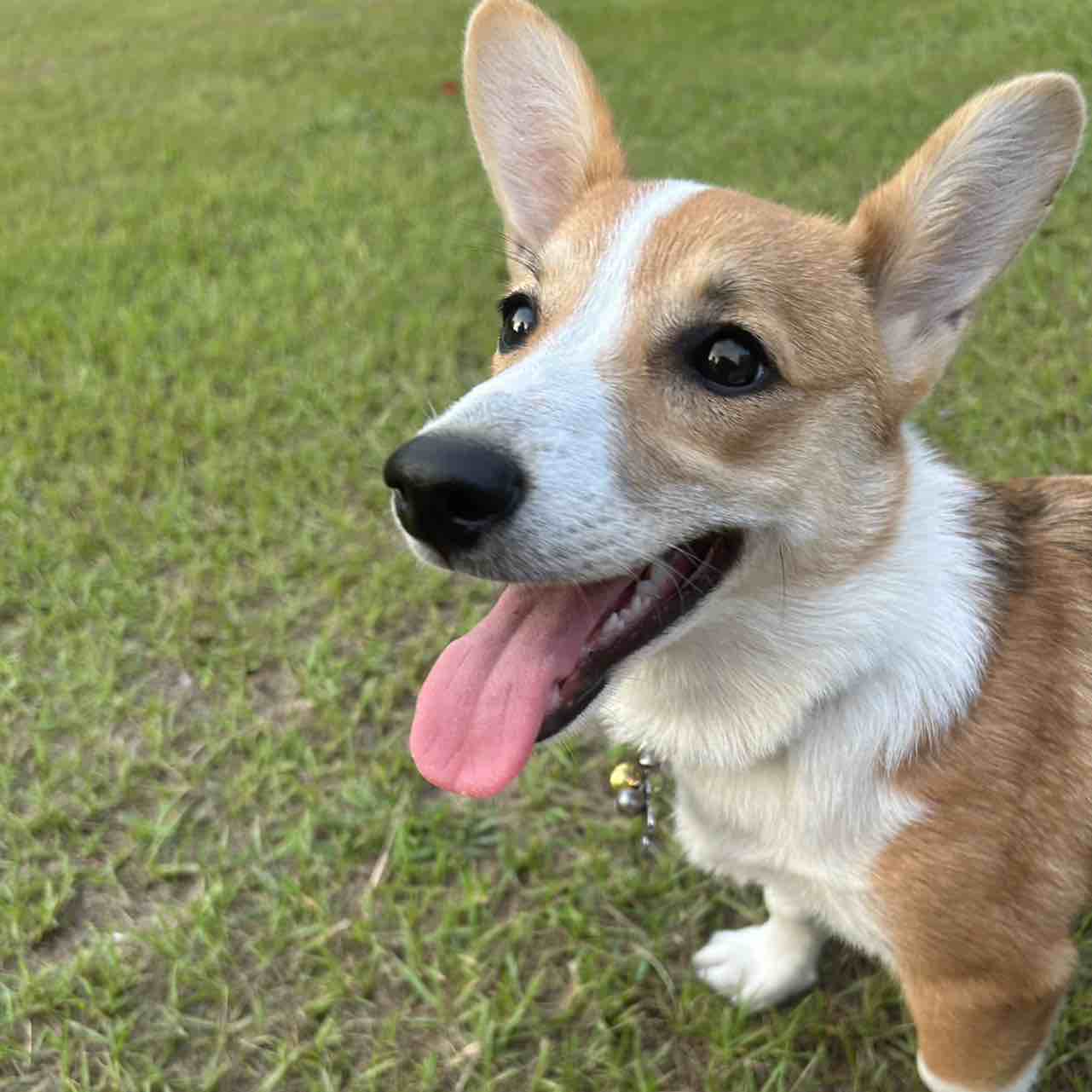 A picture of Lily, a 2 years 4 months old Other dog.