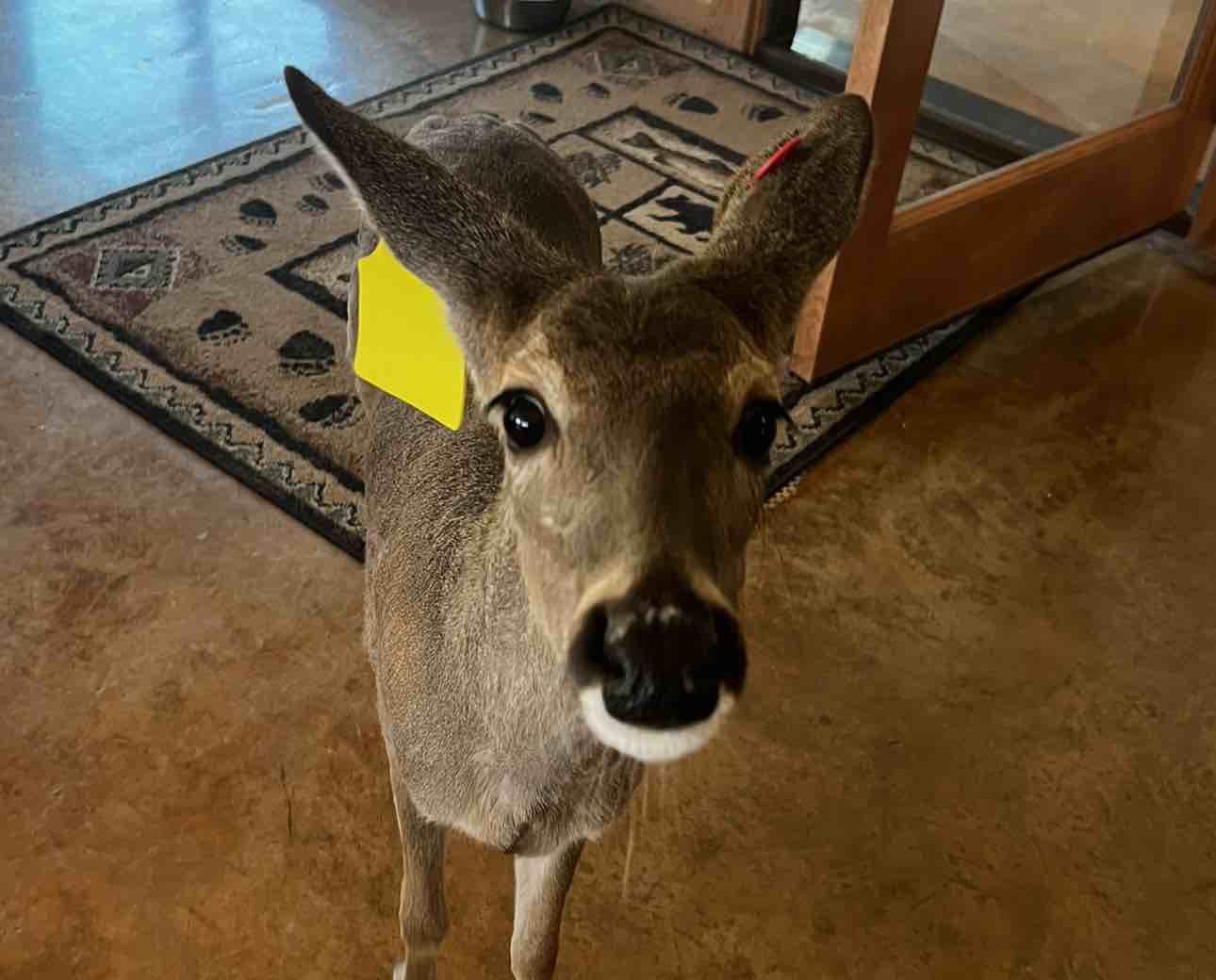 A picture of Jane Doe The Deer, a 2 years 2 months old Other dog.