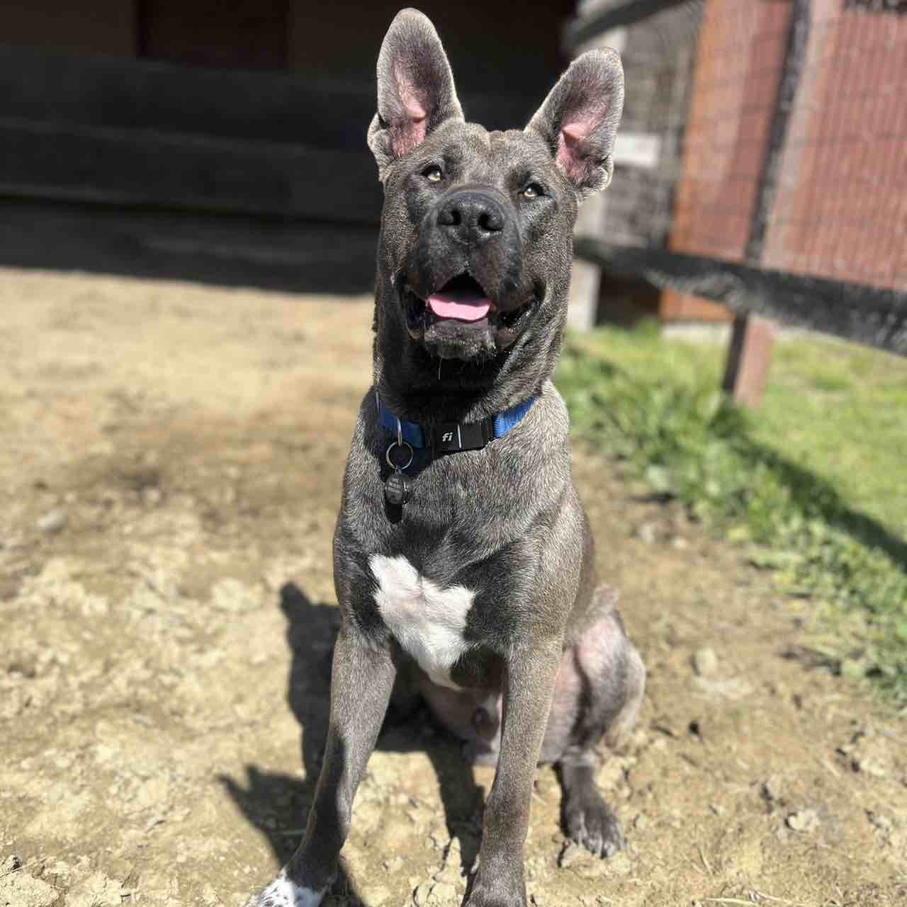 A picture of Oatlee, a 2 years old Other Mix dog.