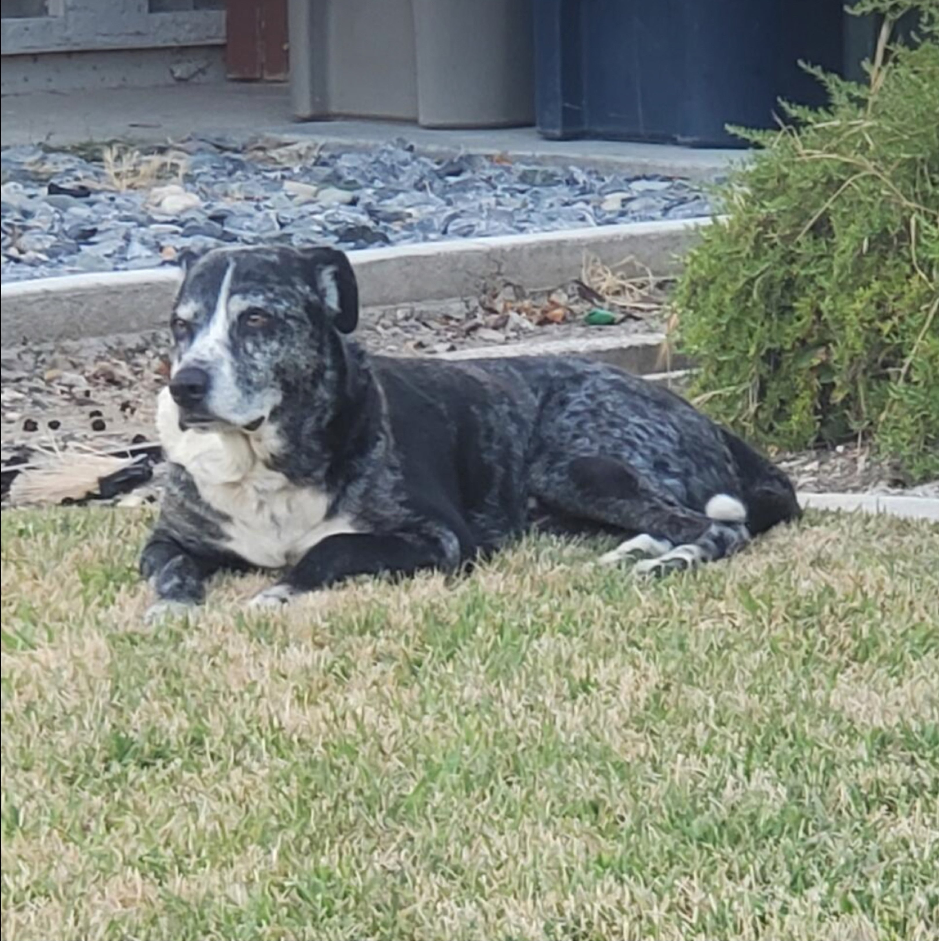 A picture of Glock, a 11 years 10 months old Other Mix dog.