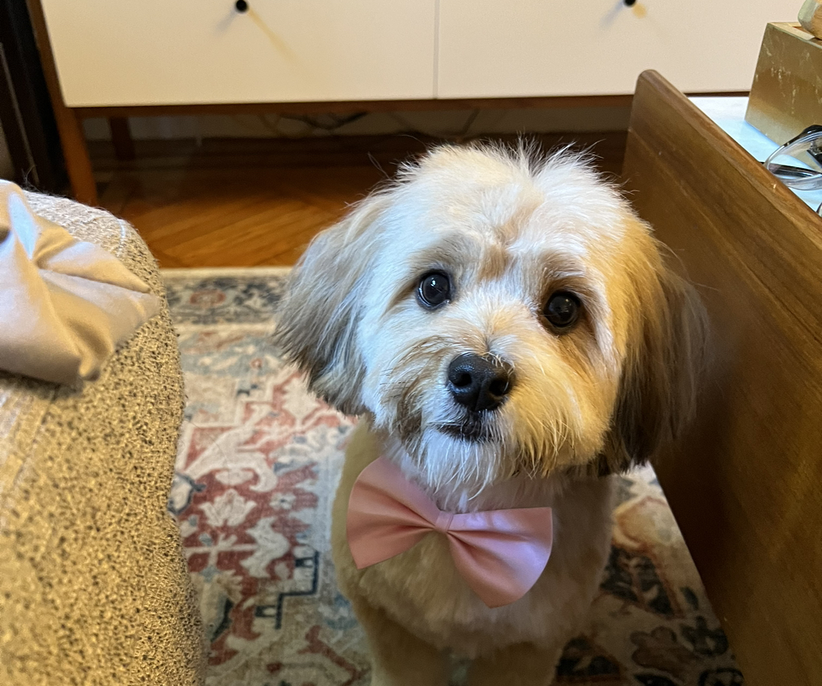 A picture of Rosie, a 2 years 5 months old Other dog.