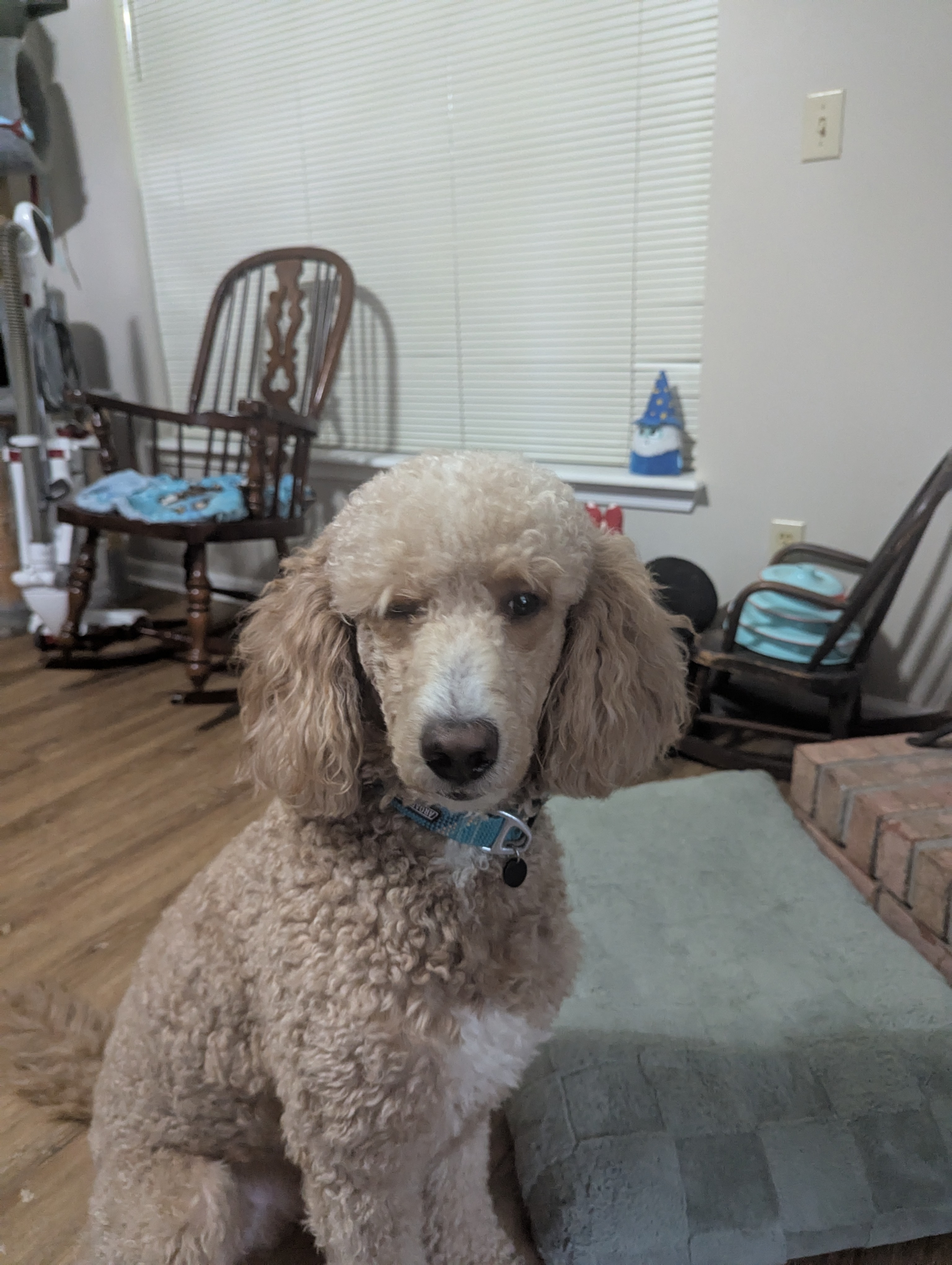 A picture of Chewy, a 2 years 2 months old Other dog.