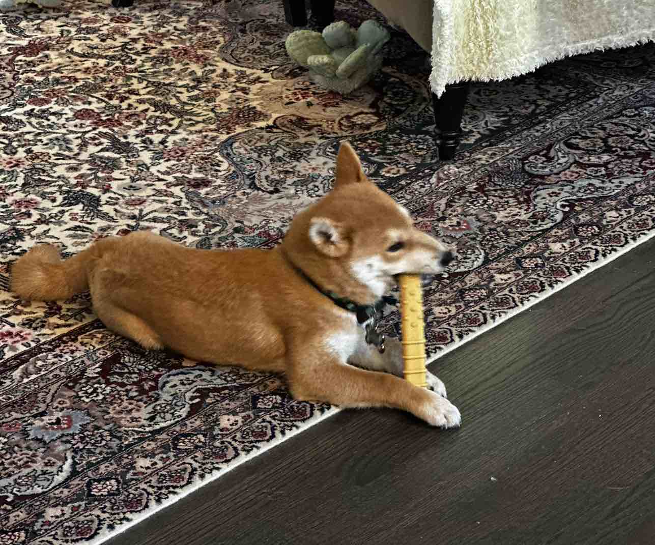 A picture of Ryujin, a 2 years 2 months old Other dog.