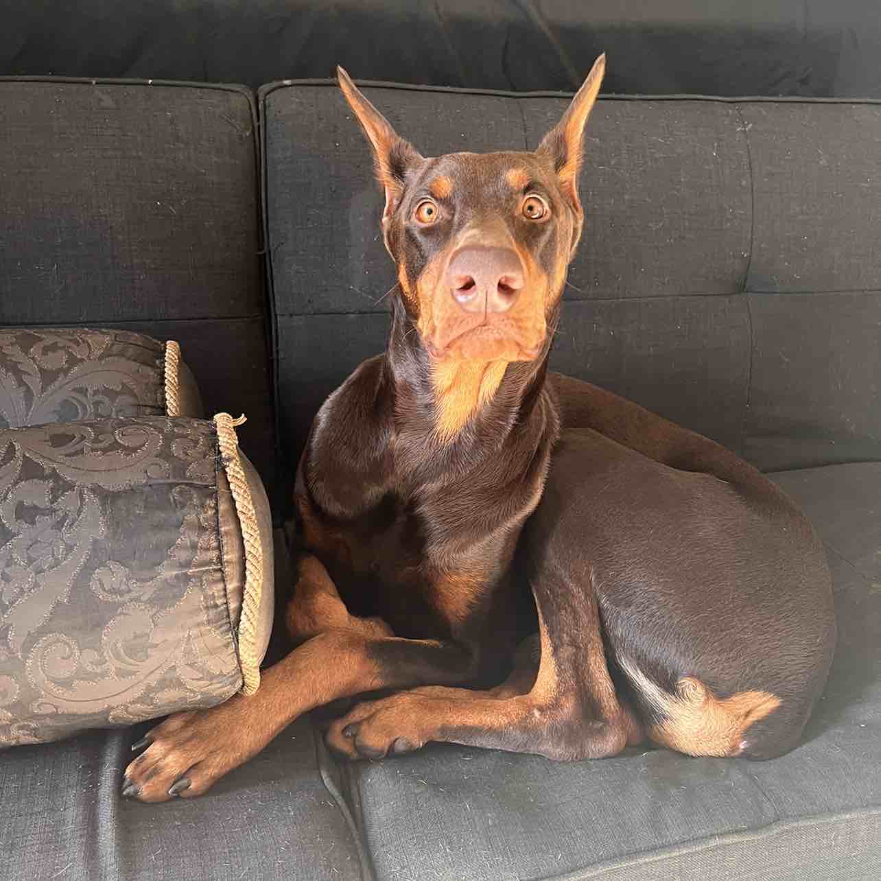 A picture of Prince Girod Morris, a 3 years 9 months old Other dog.
