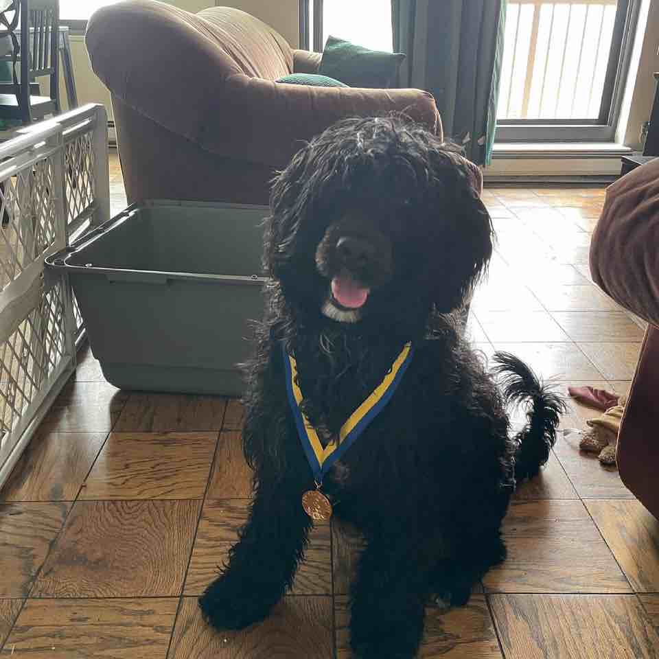 A picture of Commie, a 4 years 10 months old Other dog.