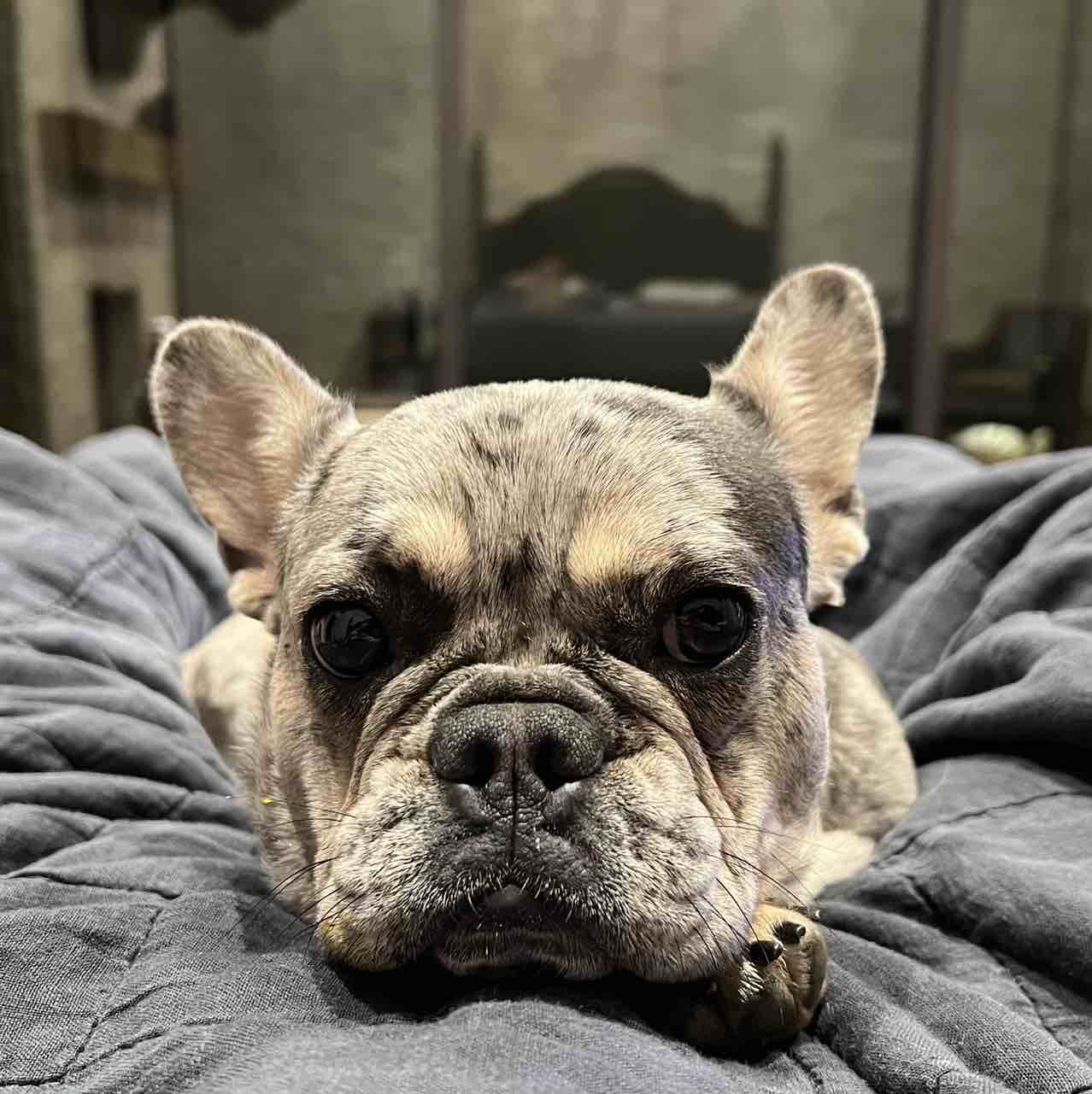 A picture of Jocko The Great, a 3 years 2 months old Other dog.