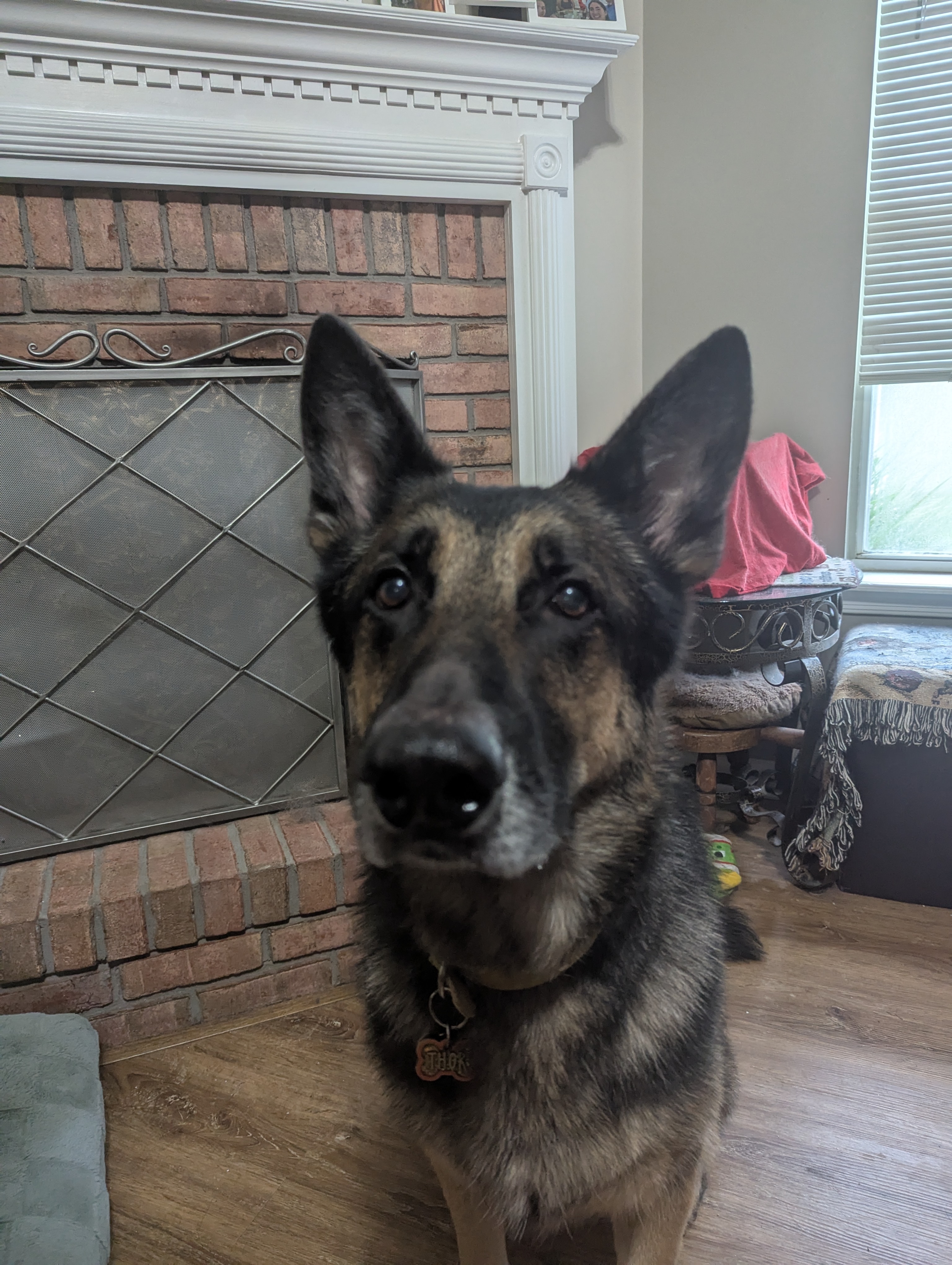 A picture of Thor, a 8 years 7 months old Other dog.