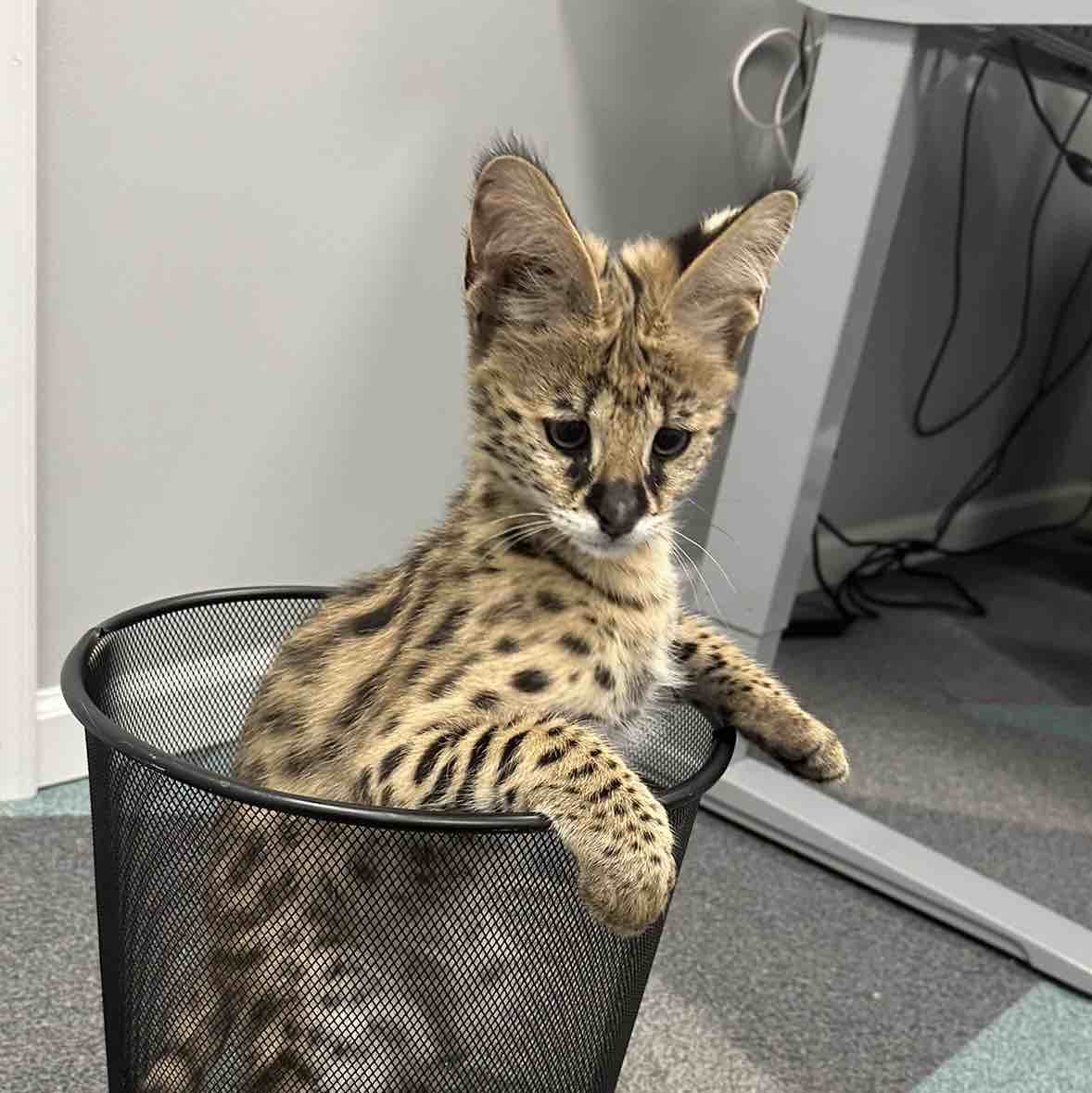 A picture of Apex The Serval, a 1 year 6 months old Other dog.