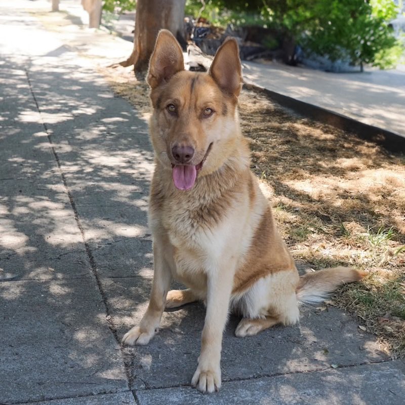 A picture of Oakley, a 2 years 8 months old Other Mix dog.