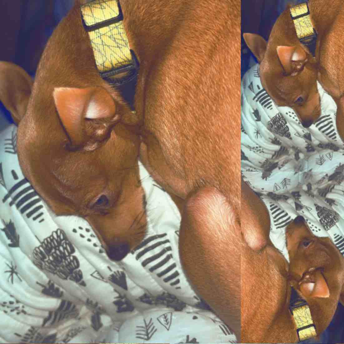 A picture of Scrappy Doo Adams, a 4 years 5 months old Other dog.