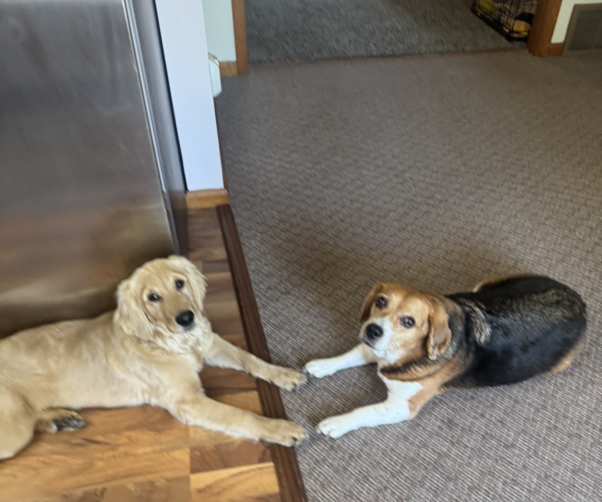 A picture of Chance, a 16 years 6 months old Other dog.