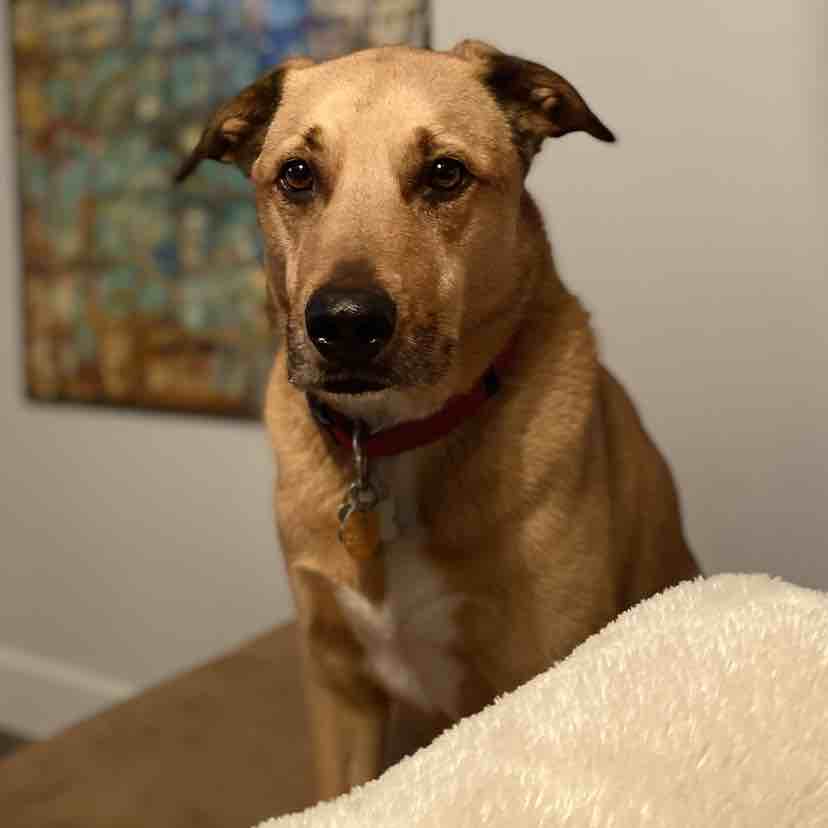 A picture of Tuga, a 12 years 5 months old Labrador Retriever Mix dog.